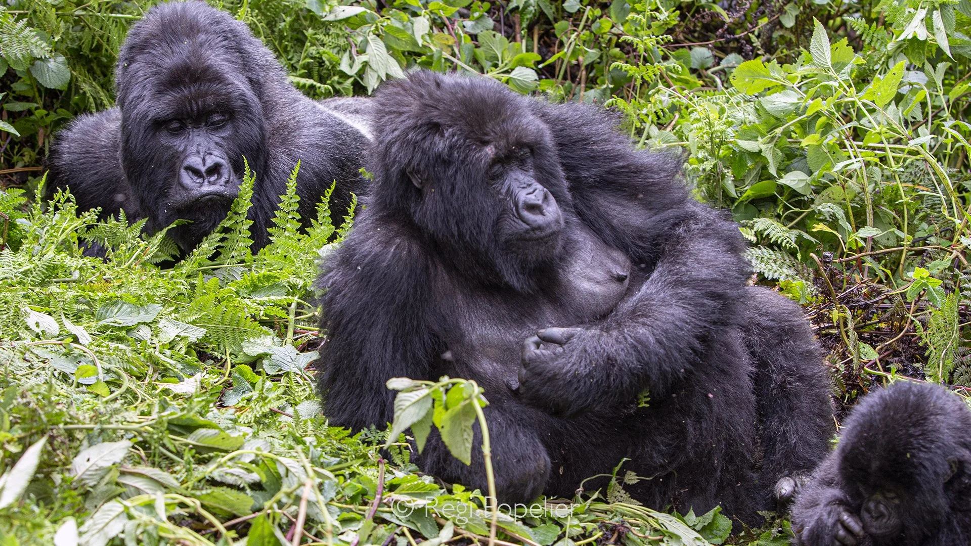 RWANDA004  -  Surrounded by females and playful youngsters, the silverback remains relaxed while continuously monitoring every movement within his family.