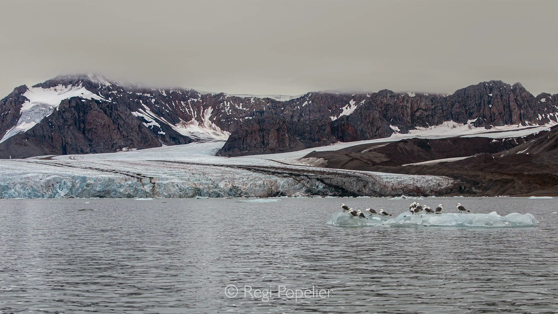 NPOLE010 - Gulls rest on a small iceberg, creating a striking contrast between life and ice.