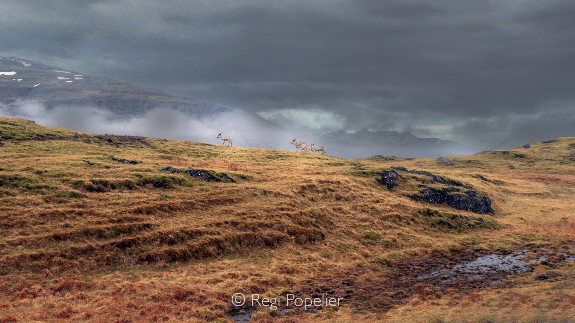 ICEL016 - On our way to Egilsstadir and Höfn     we had a short encounter with reindeer be it from a far distance 