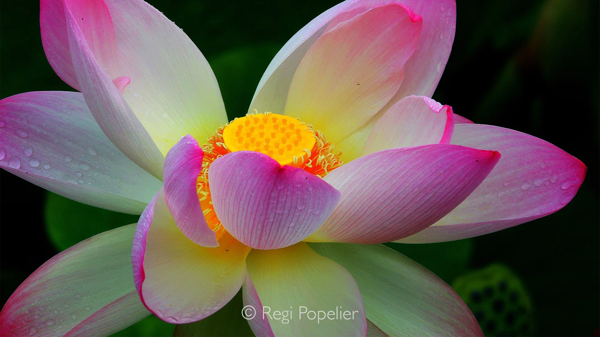 JAP025 - Detail of the sacred lotus, Nelumbo nucifera, admired for both its elegance and symbolic meaning in Japan.