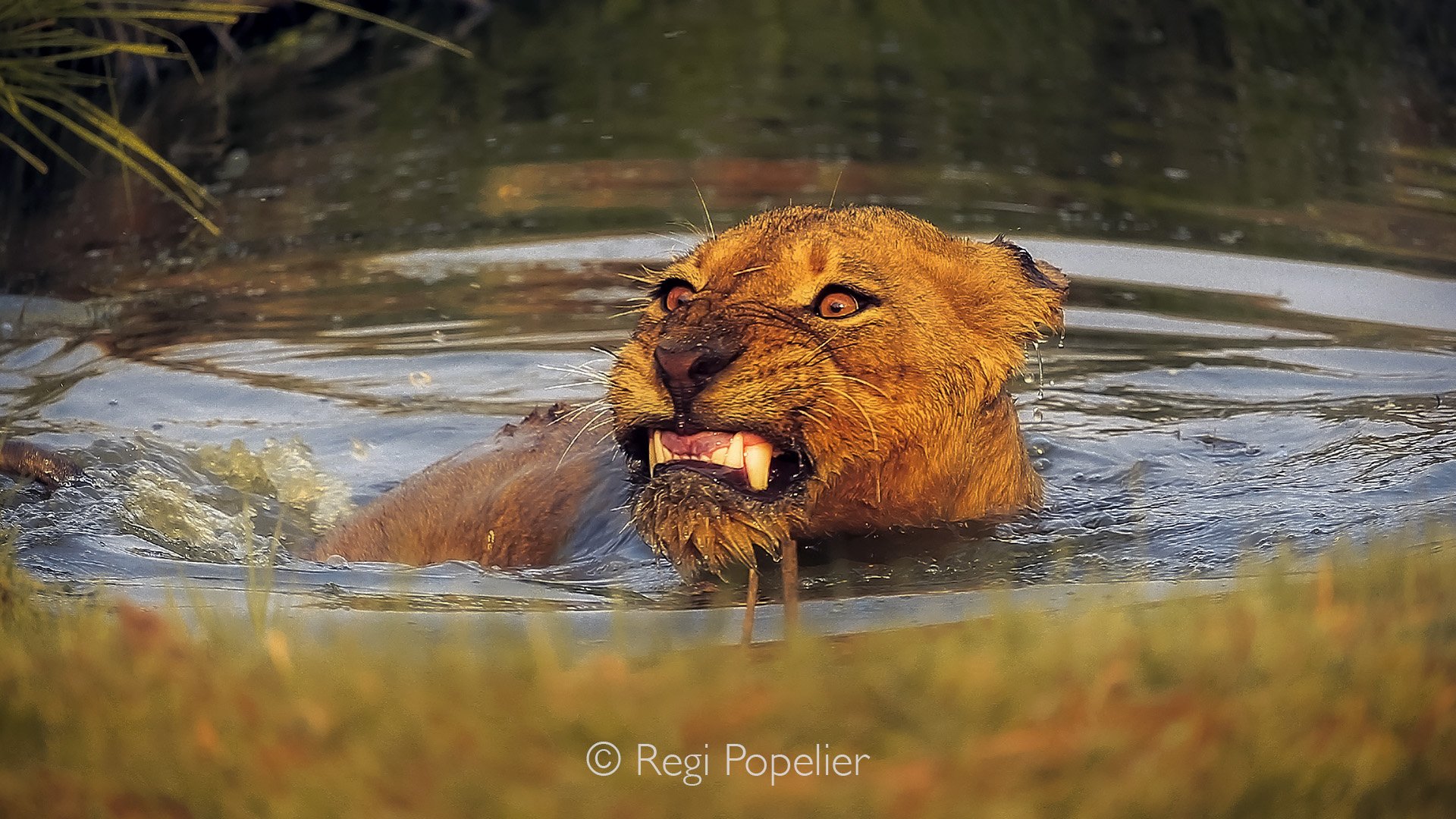 ZAMBIA 001 - The lion pushes through the water toward shore, head high and teeth bared—an expression that feels like a silent protest against the stench of illness and medicine.