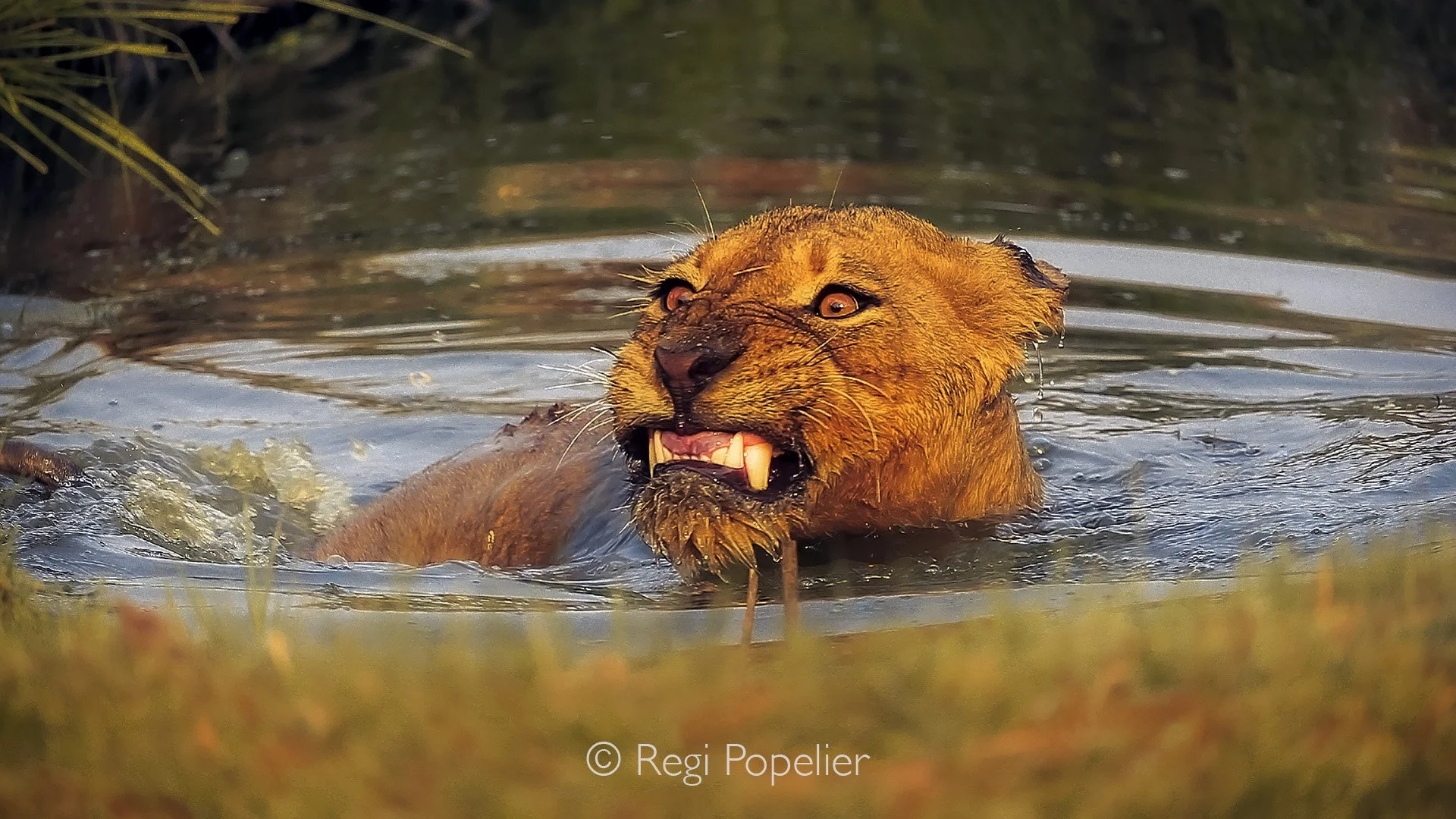 ZAMBIA 001 - The lion pushes through the water toward shore, head high and teeth bared, his expression feels like a silent protest against the stench of illness and medicine.