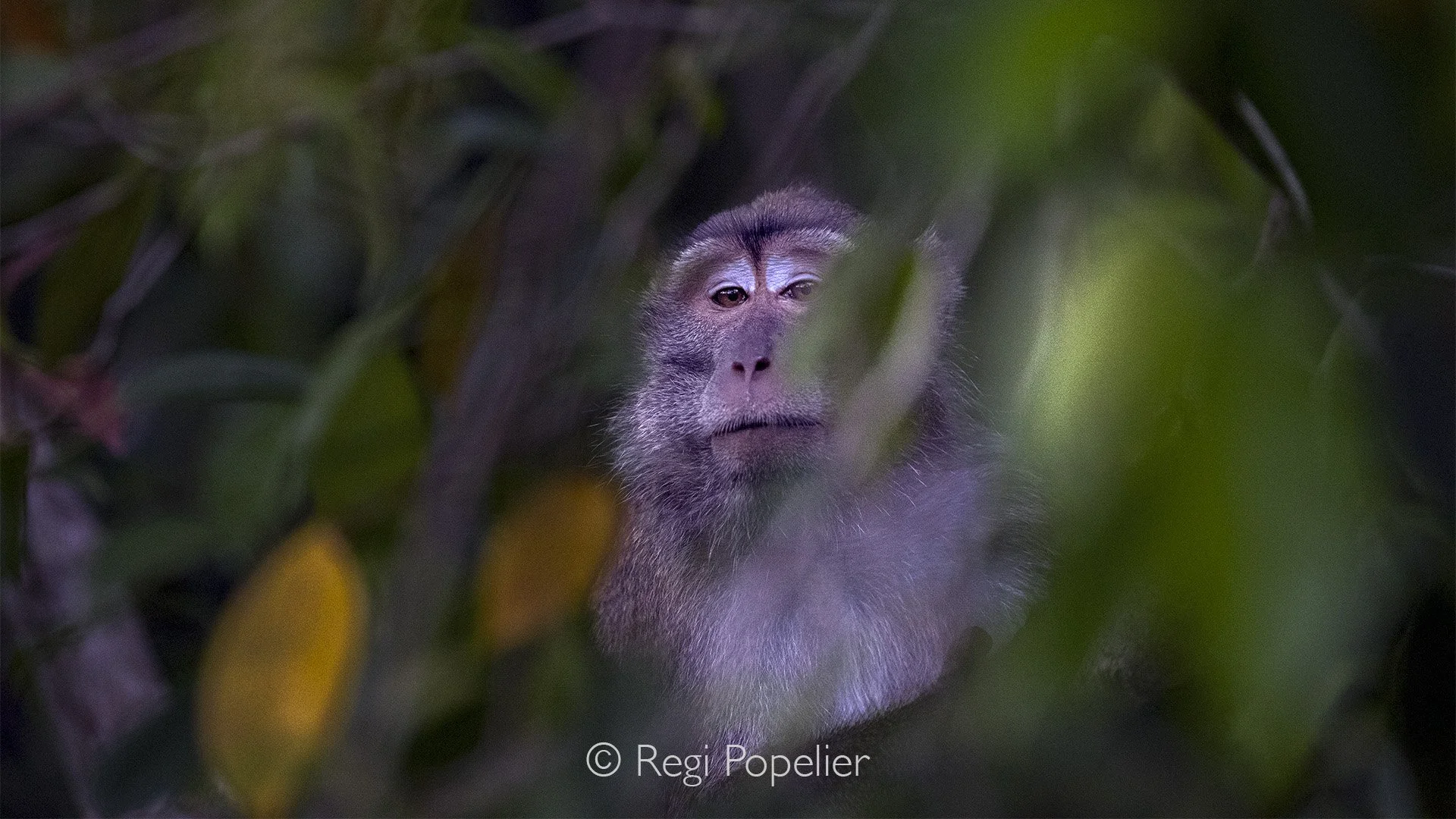 INDO080 - Long tailed monkey