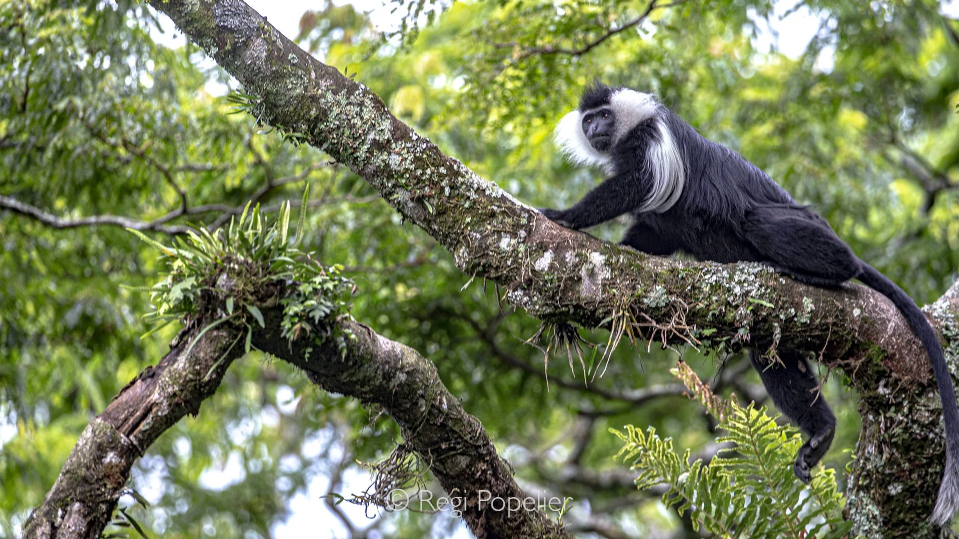 RWANDA055  - Perched high in the rainforest canopy, an Angolan colobus monkey rests quietly on a moss covered branch. Its long white mantle and flowing tail stand out beautifully against the deep green foliage, creating an elegant portrait of one of 