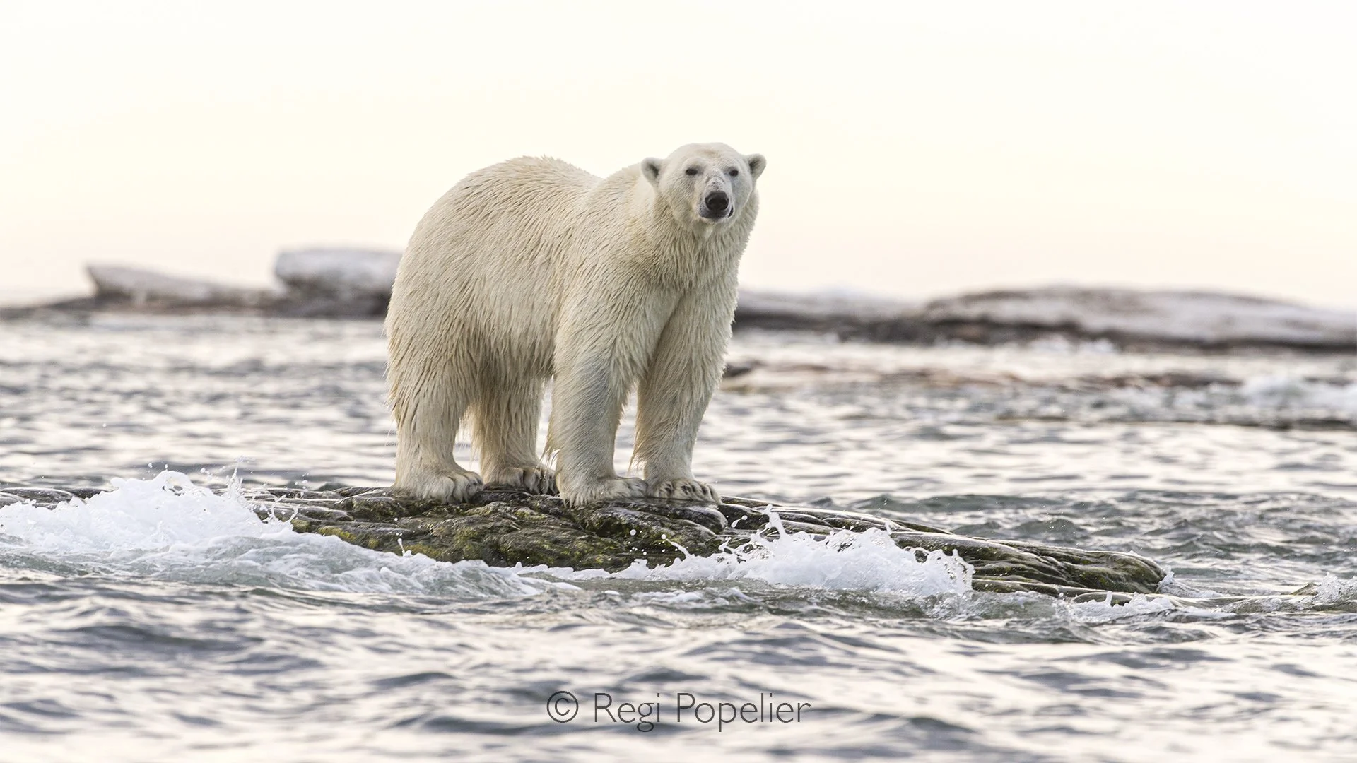 NPOLE029 - A magnificent polar bear stands proudly, surveying its icy kingdom.