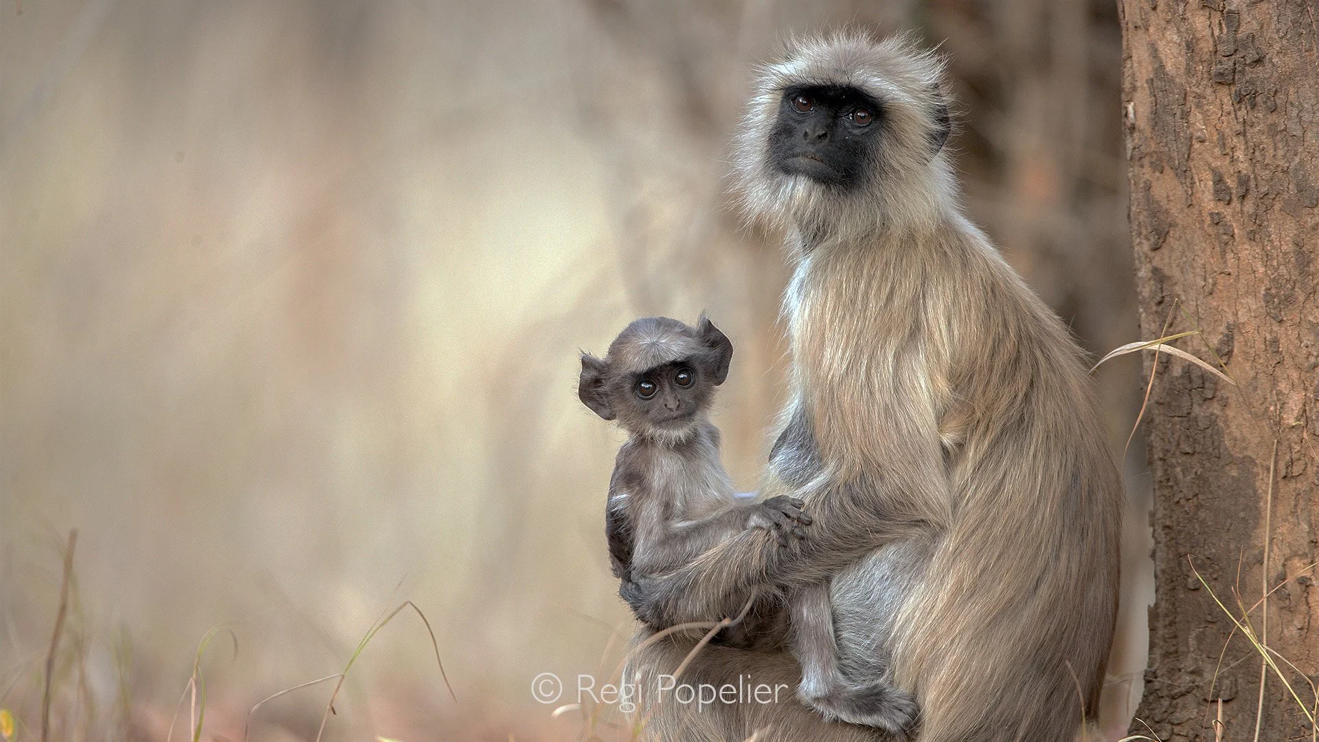 INDIA082 - Mother and child. Kabini NP 