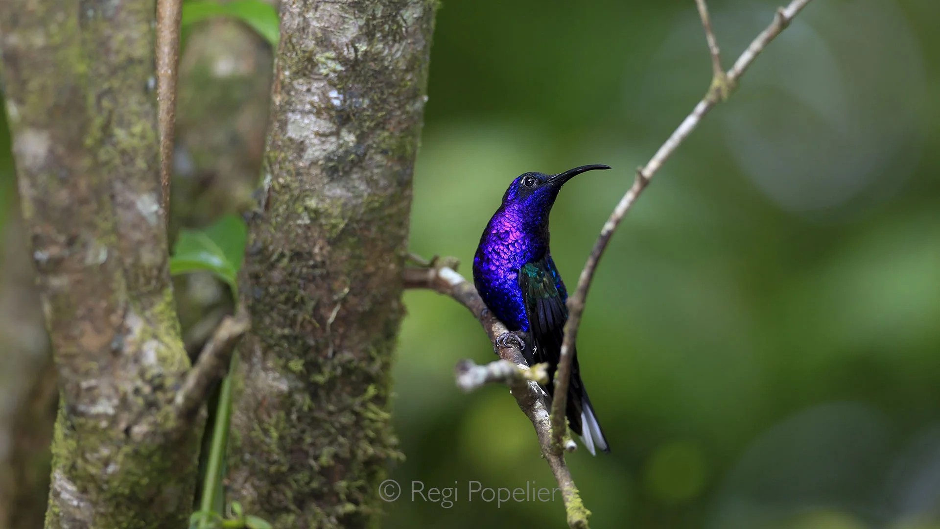 CR017 - Image of the Violet Sabrewing, one of Costa Rica’s largest hummingbirds.