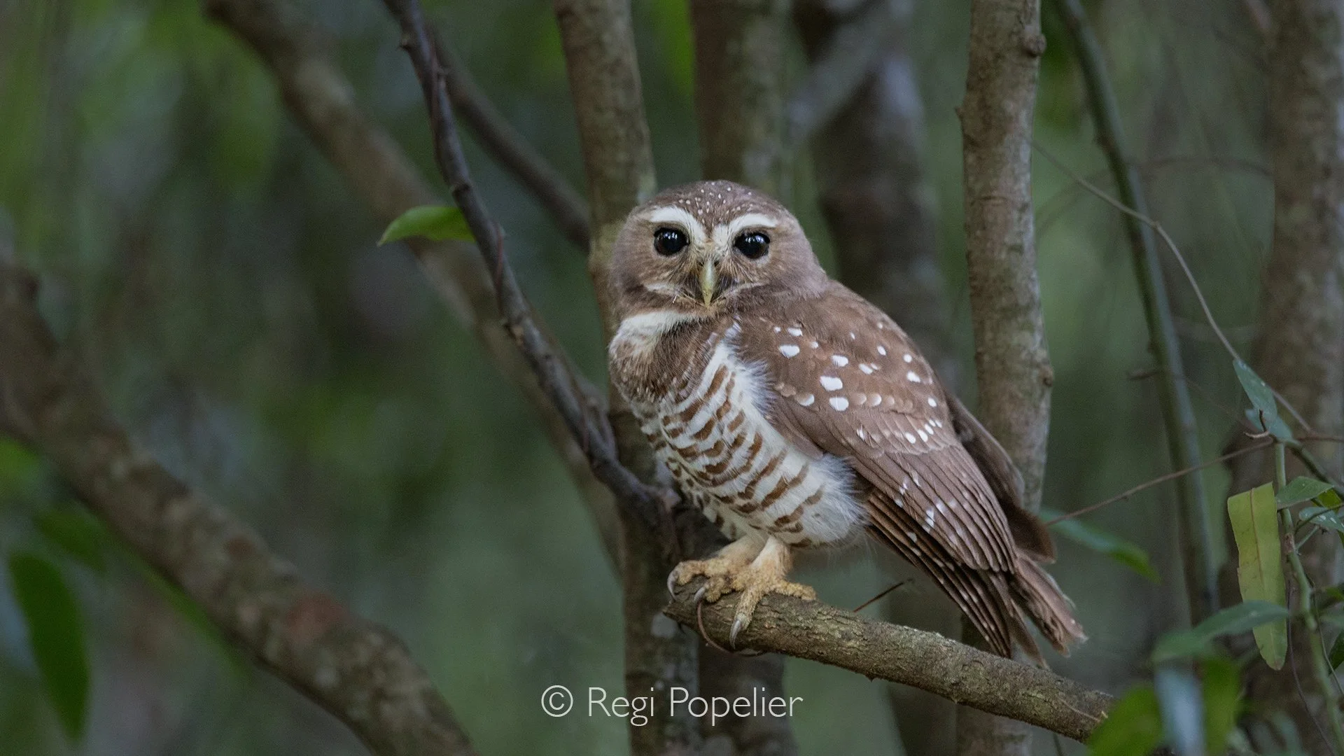 MADA015 - Ninox Superciliaris 