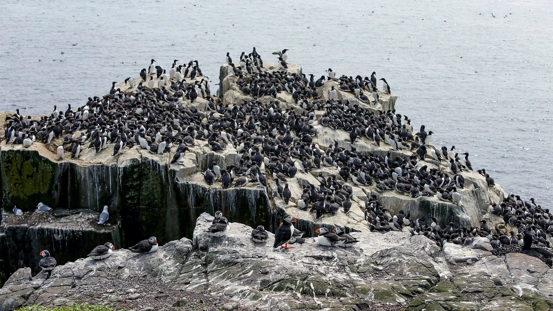 Scotland021 - Guillemots are remarkable, penguin-like members of the auk family that crowd Scotland’s sheer sea cliffs in massive, noisy colonies during the summer. 