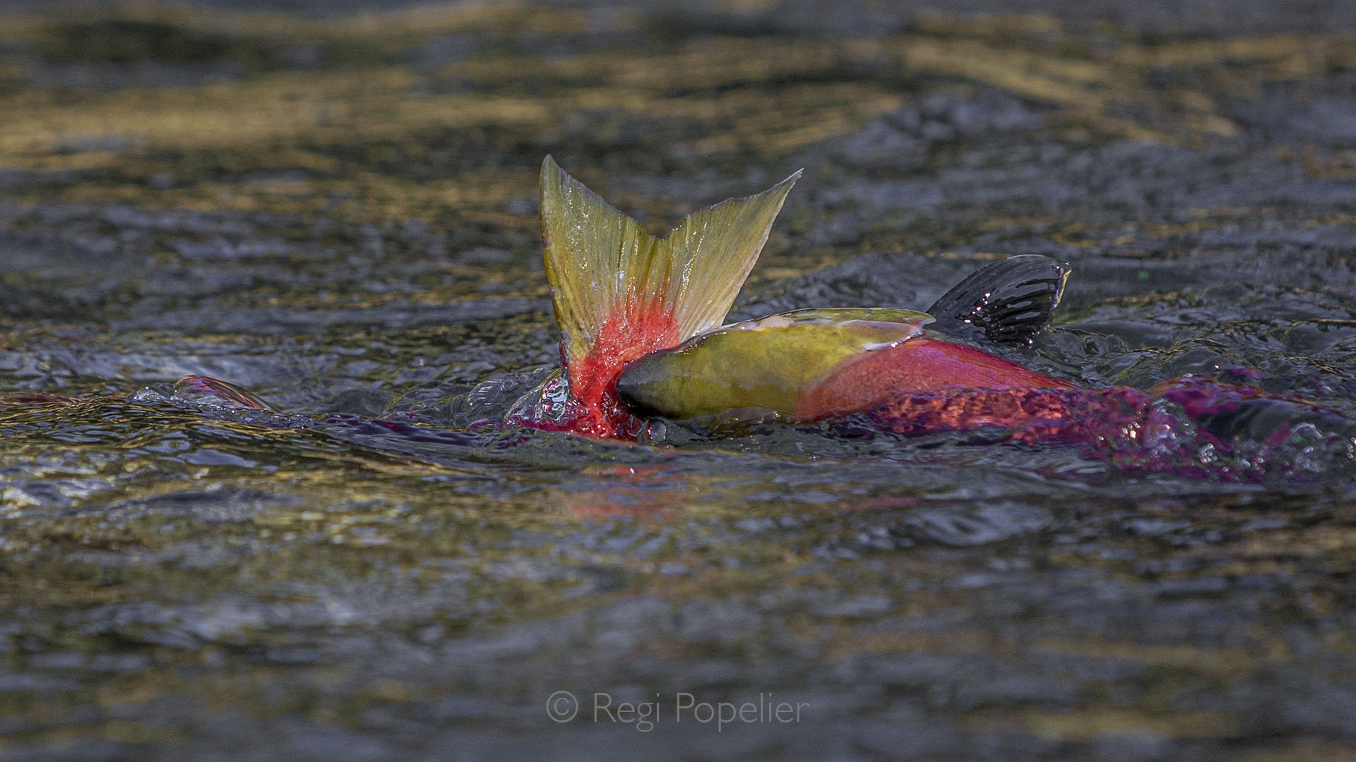 CAN009 - Red salmon  at the river’s surface, exhausted from their journey, becoming prey for waiting bears and eagles.