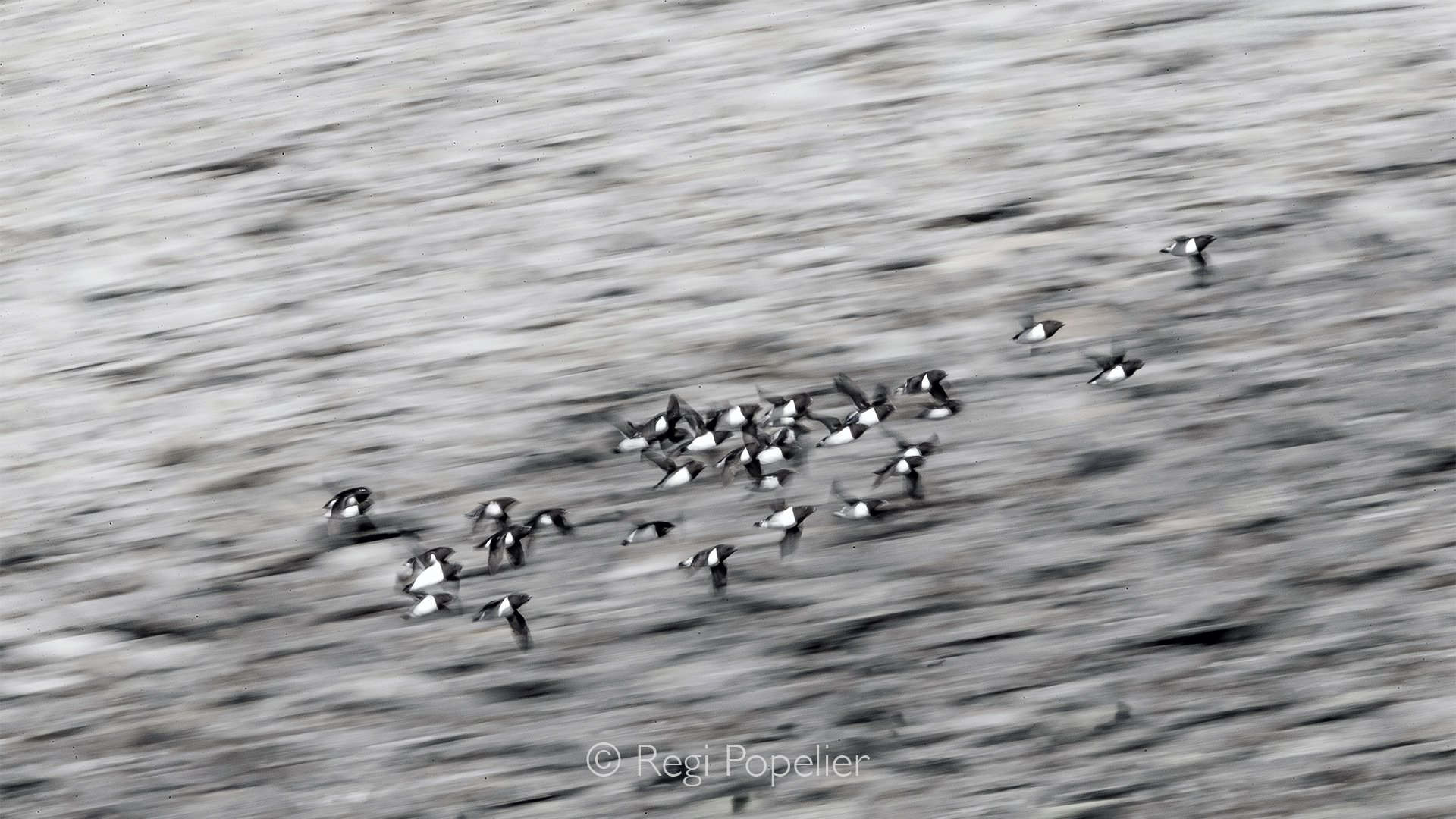 NPOLE068 - Little Auks in flight , taken with a slow shutter speed.