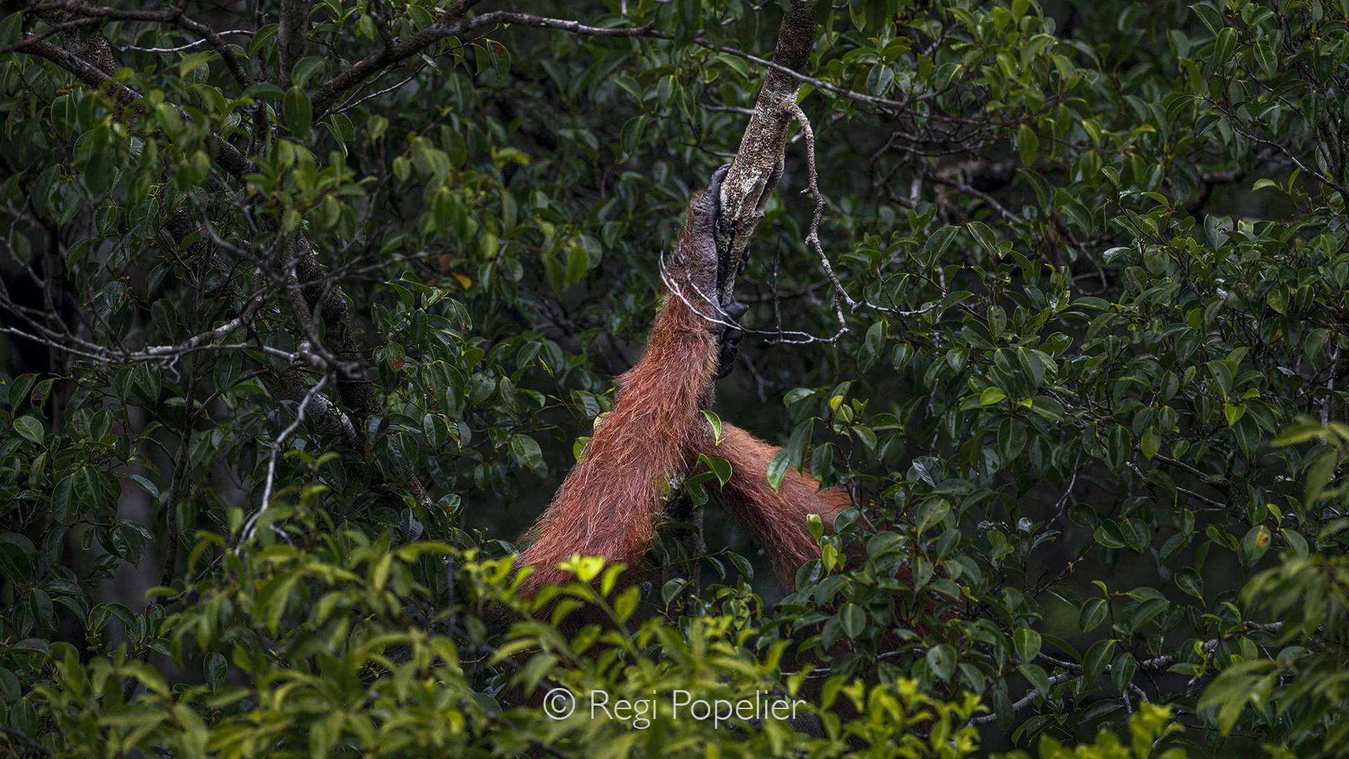 BOR017 - Powerful pair of orangutan arms hangs from the canopy, sinew and silence entwine, here ancient grip clinging to a forest that thins with every passing year, a quiet symbol of survival in a disappearing world.