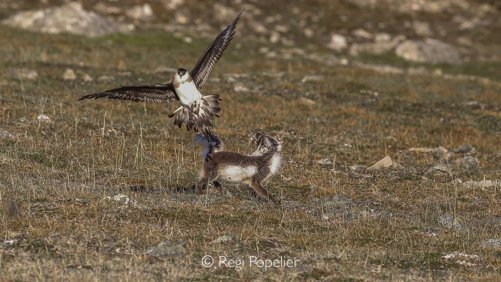 NPOLE084 - Arctic fox chased by an alert skua, illustrating the constant interactions between Svalbard's wildlife.