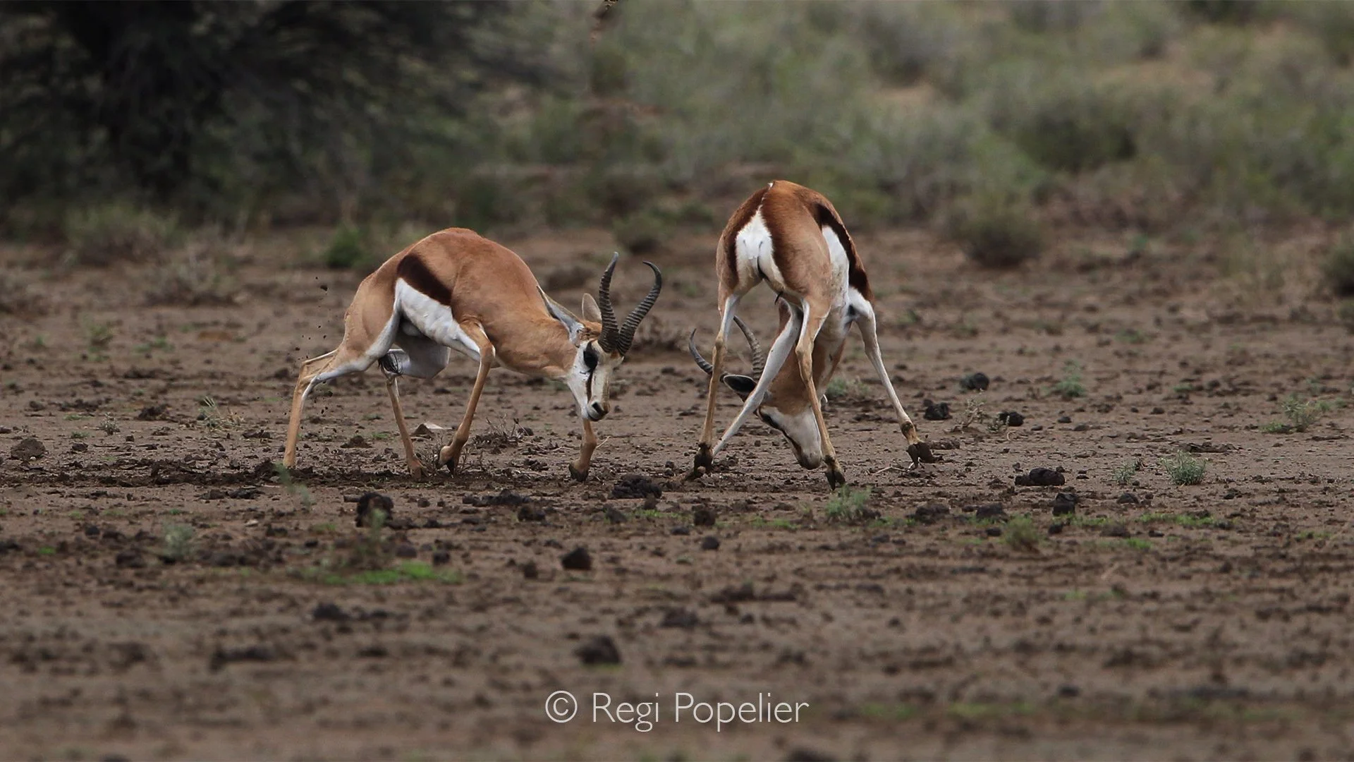 South Africa028 - After the long-awaited rains, the Transfrontier Kalahari bursts into life. As springbok begin to mate, rival males fiercely challenge one another for dominance, each determined to secure its place in the next generation. Through my 