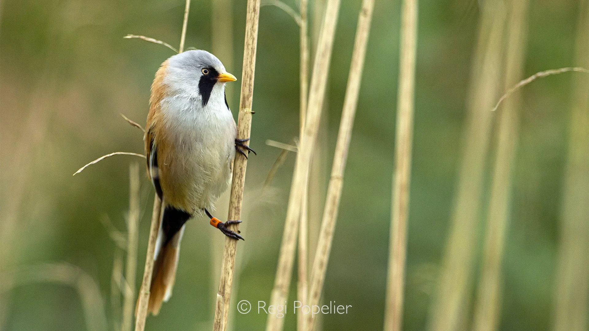 Scotland039 - A Bearded Reedling clings delicately to the swaying reeds of the Tay Reedbeds, perfectly adapted to the quiet beauty of this wetland habitat.