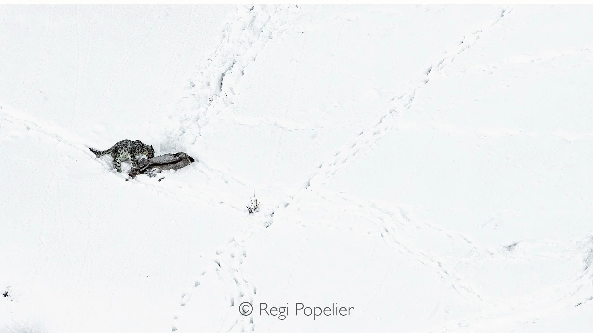 HIMA042 - Feeding on his prey 