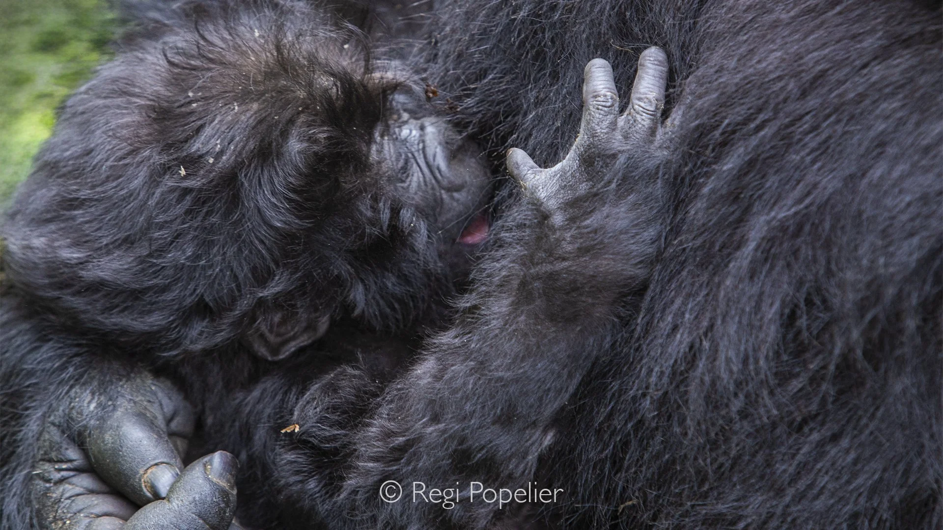 RWANDA008  - The baby stretches impatiently toward its mother's milk, while she calmly pauses, allowing the intimate bond between mother and child to unfold naturally.