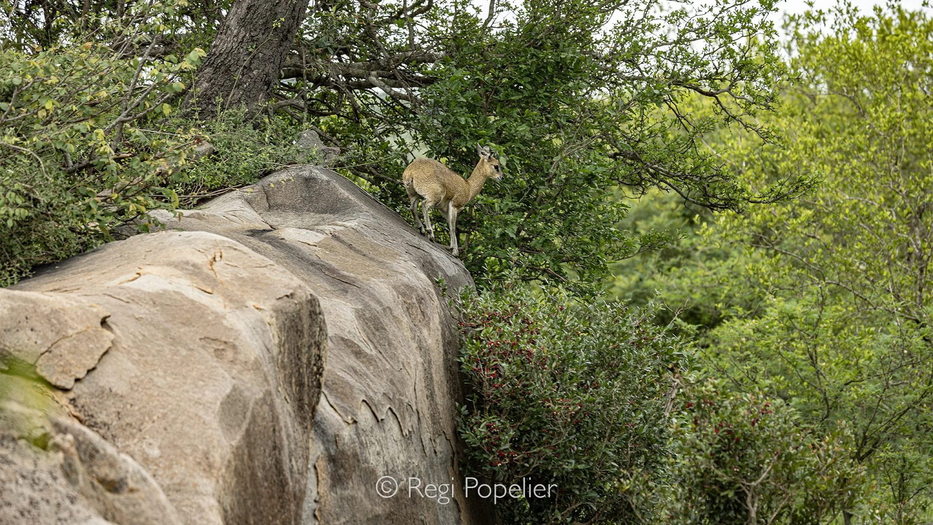 South Africa075 - Klipspringer.