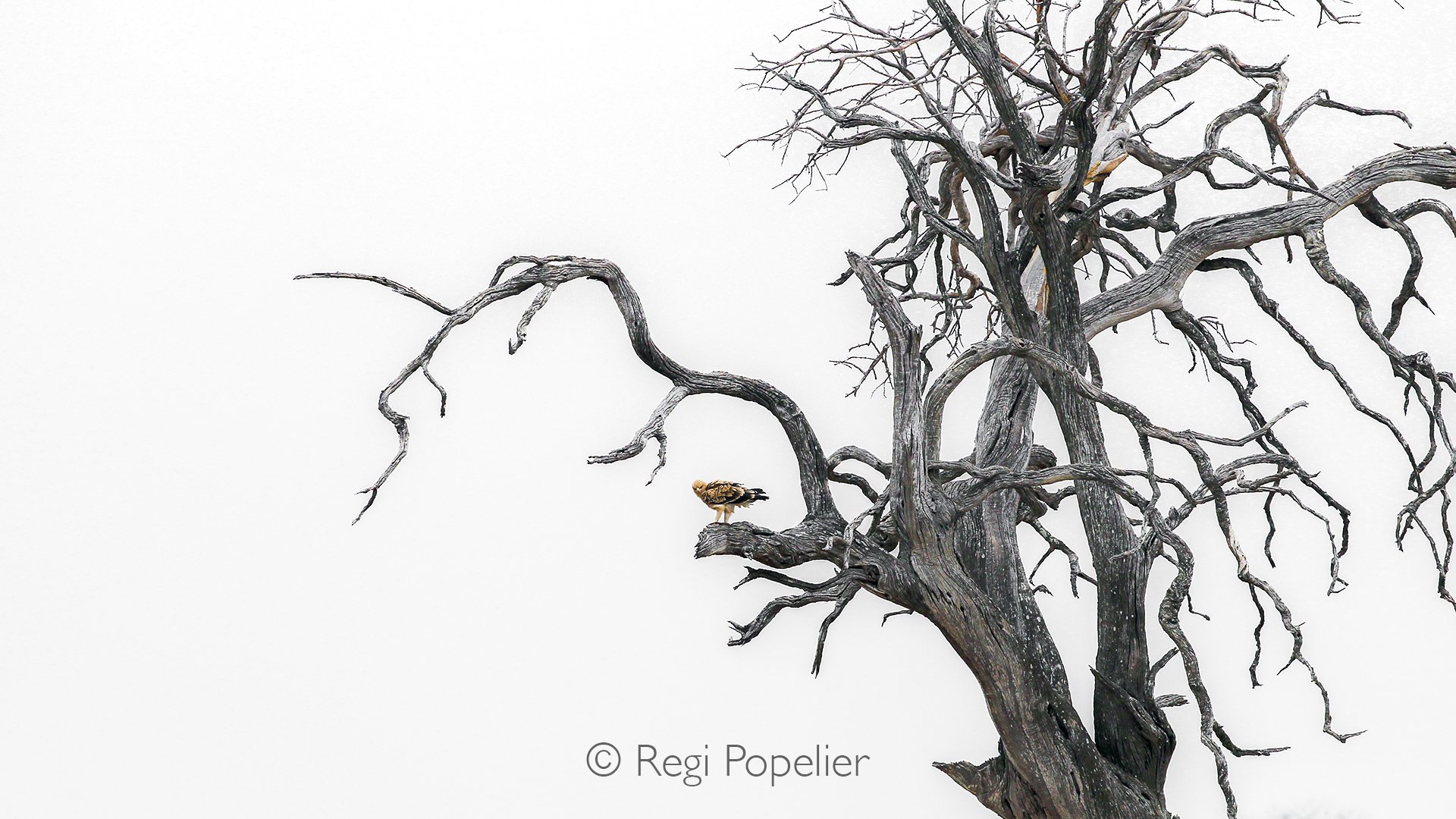 ZIM010 - Brown snake eagle · Perched.
Where scale meets stillness.