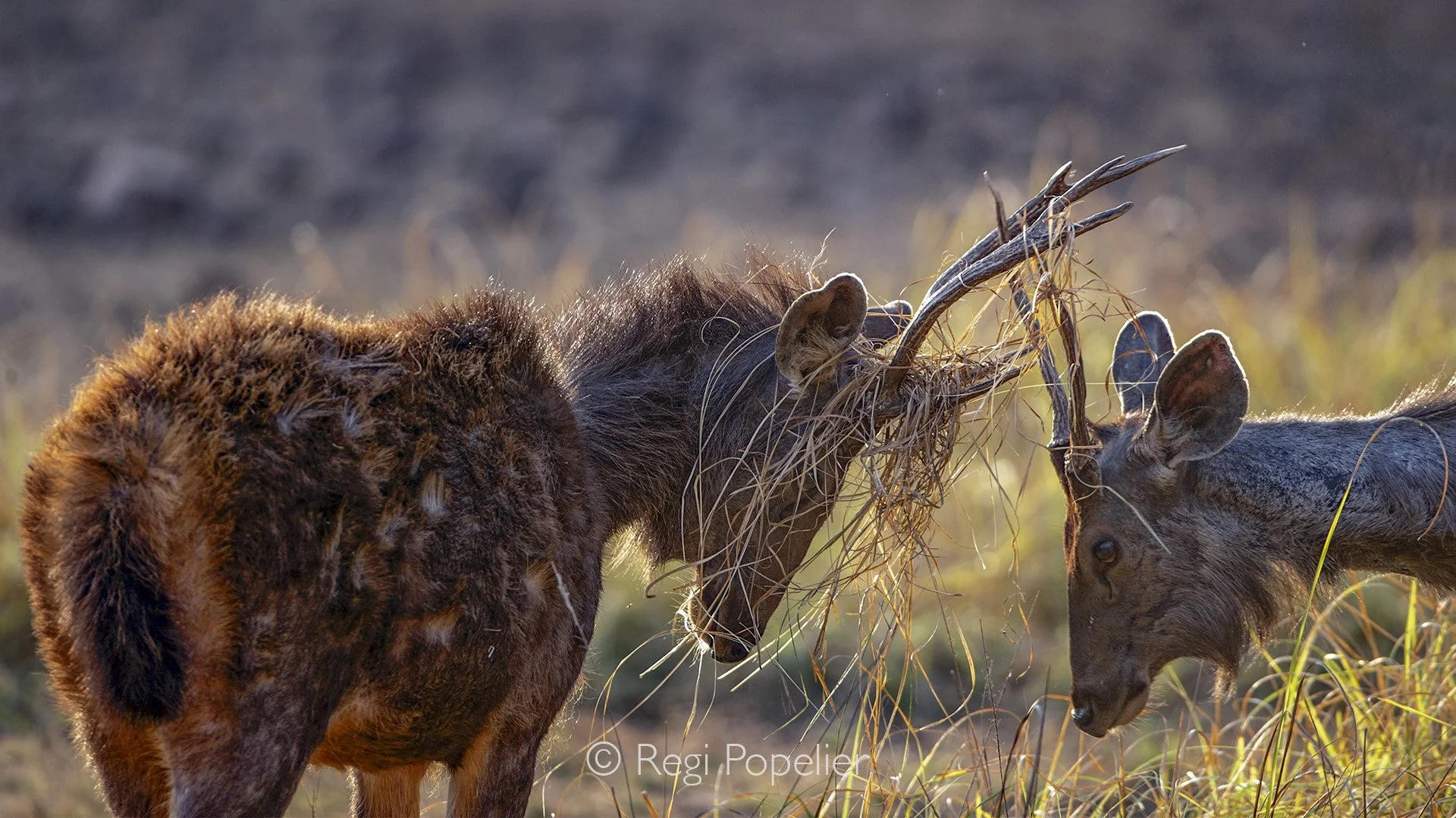 INDIA029 - Spotted deer during rutting time challenge other males and often have grasses in their horns while being engaged in fierce battles for dominance