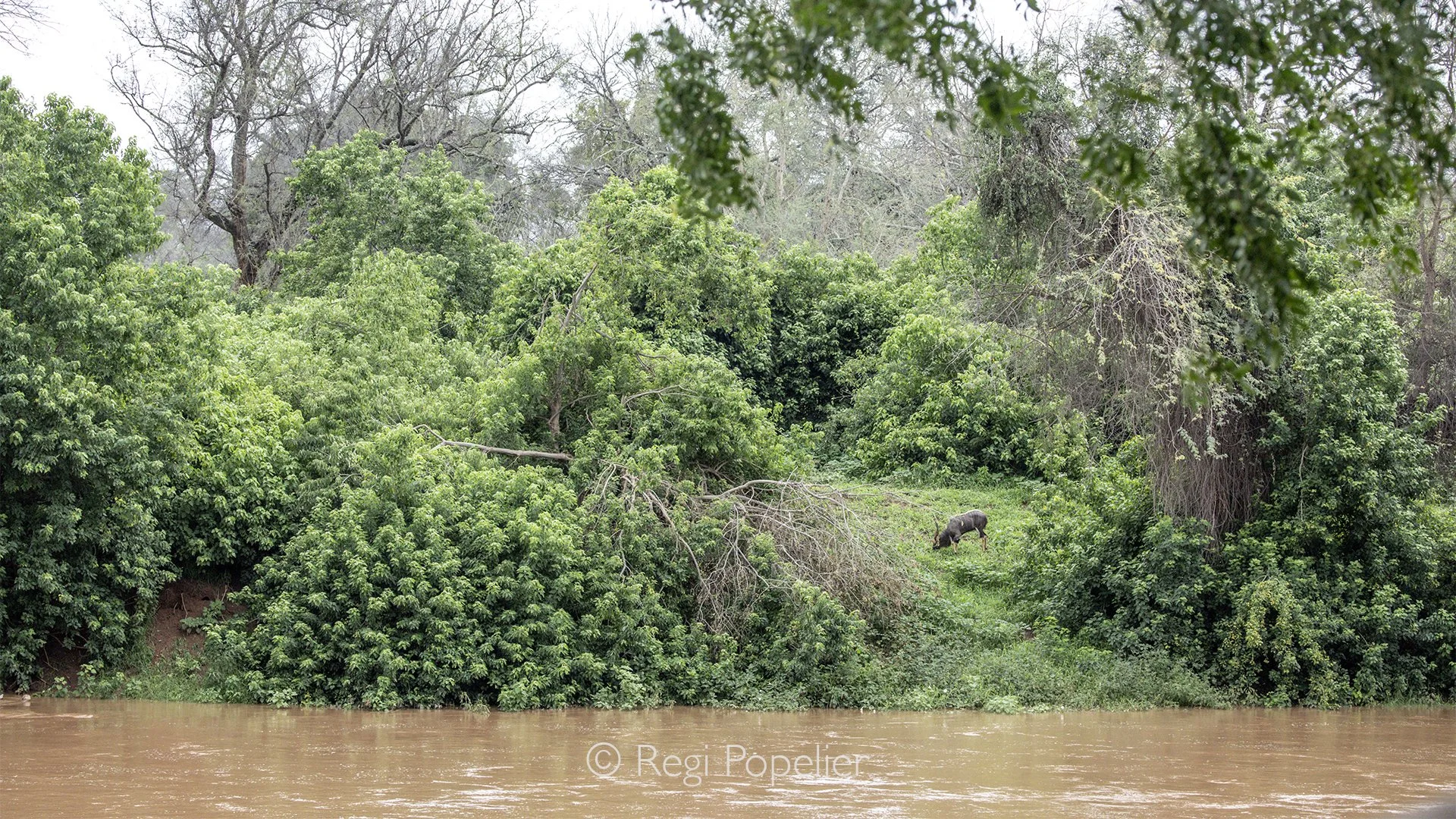 South Africa122 - Another magnificent impression of the landscape at the pafuri lodge. Here a Nyala male grazing. 