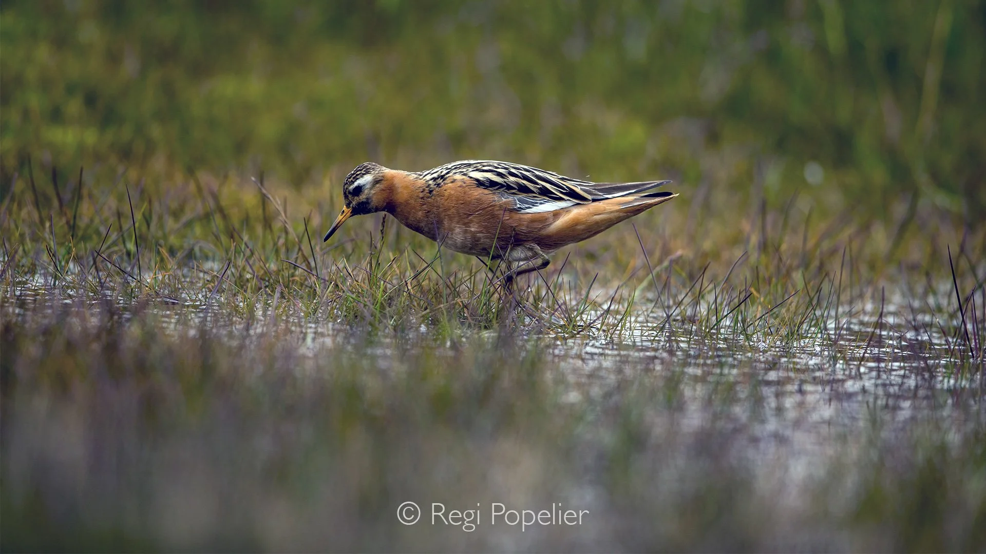 NPOLE077 - Grey phalarope (Phalaropus fulicarius) at Longyearbyen.