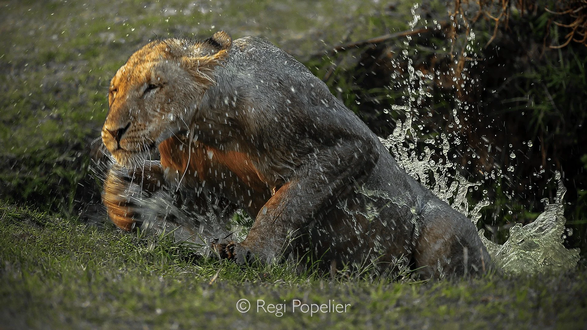 ZAMBIA002 - Climbing out of the dirty pool. 