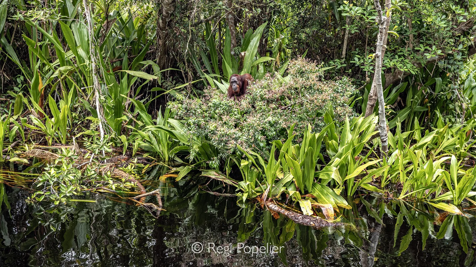 INDO020 - on our way back, image taken from the klotok boat