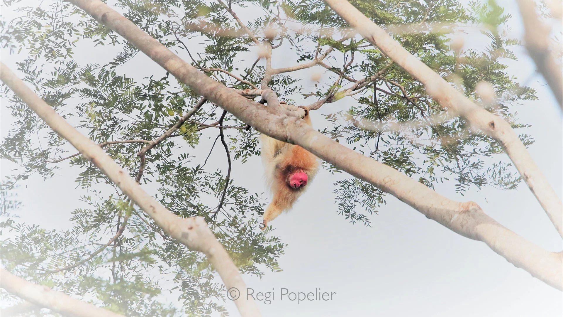 BRA019 - The elusive white Uakari monkey hanging gracefully in the canopy, photographed from a boat as it navigates through the branches of the flooded Amazon forest, a rare glimpse of this striking primate.