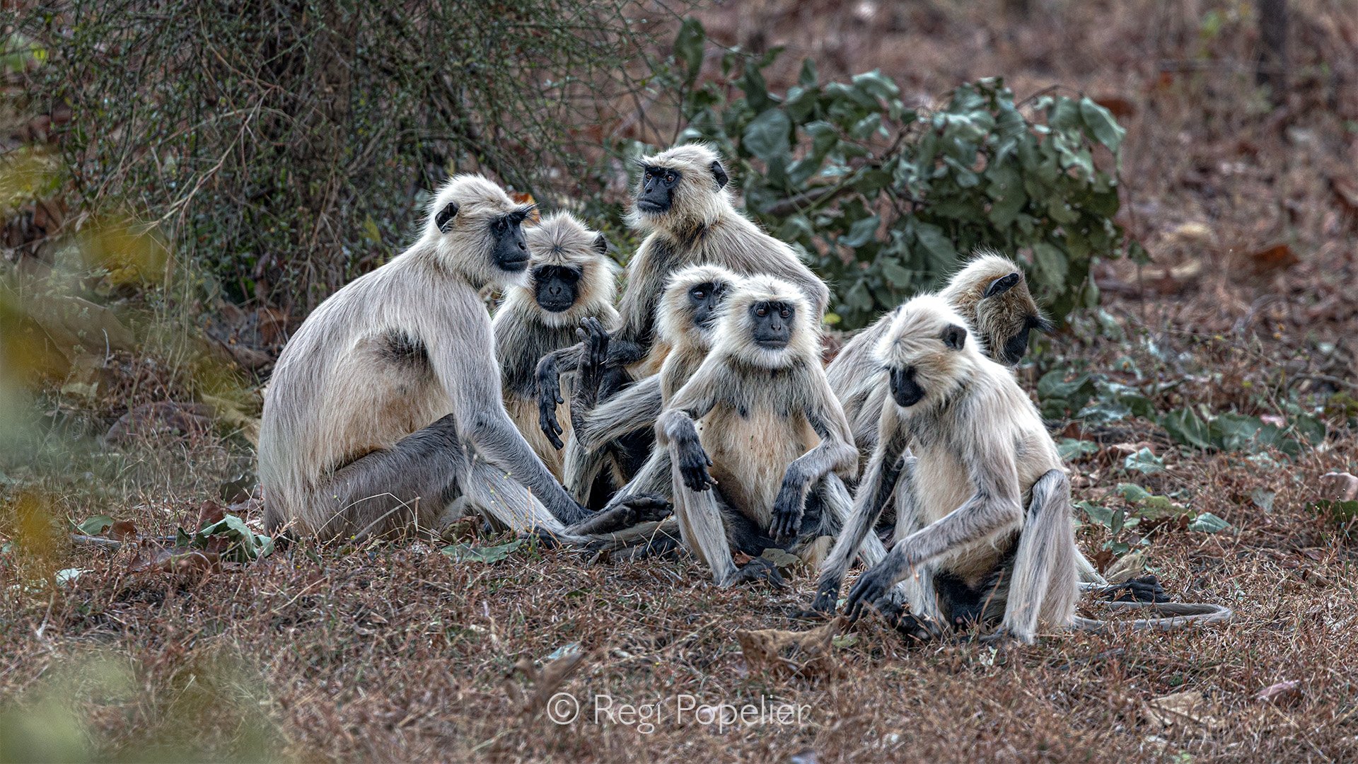 INDIA079 - Evening gathering. Satpura NP. 