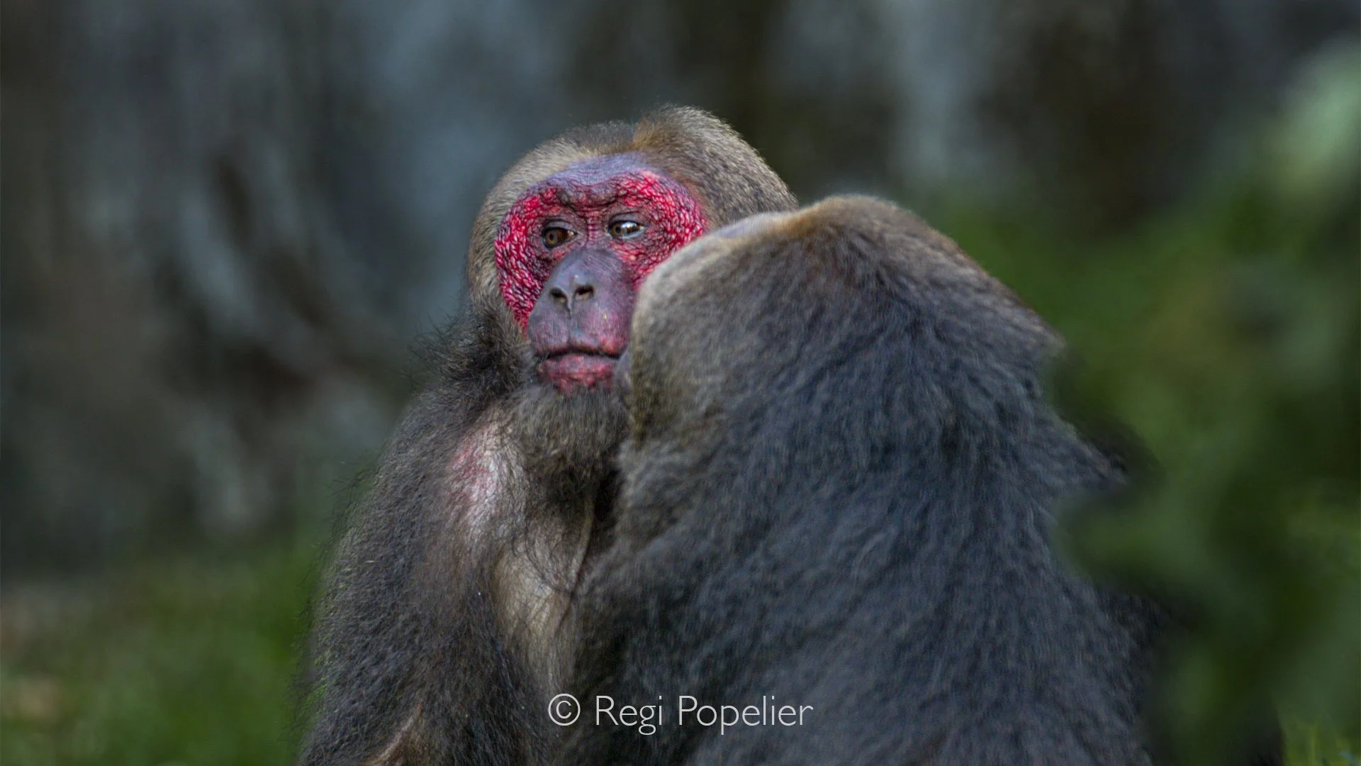 MALAS033 - Stump tailed macaque, here while grooming each other. 