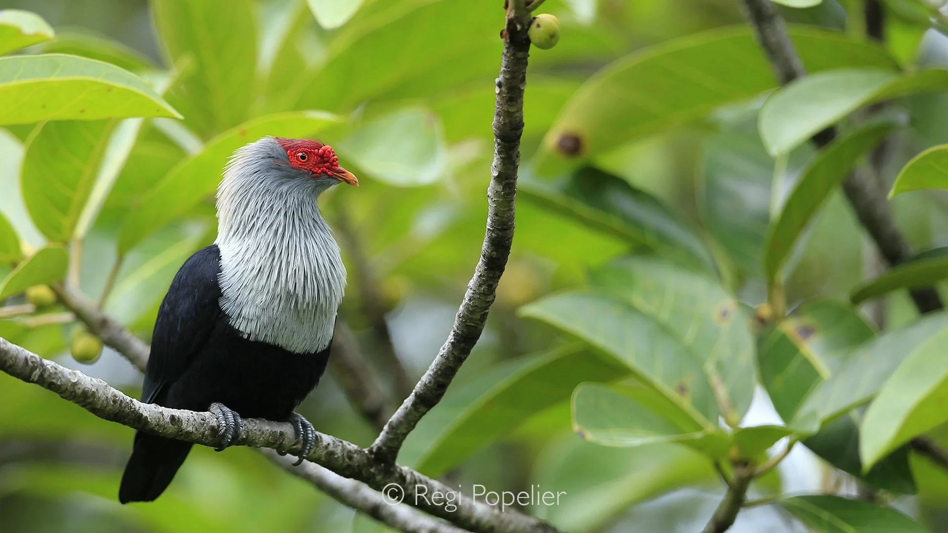 Seychelles016 -  Framed by the branches, this endemic island pigeon captures the peaceful beauty and rich biodiversity of the Seychelles.