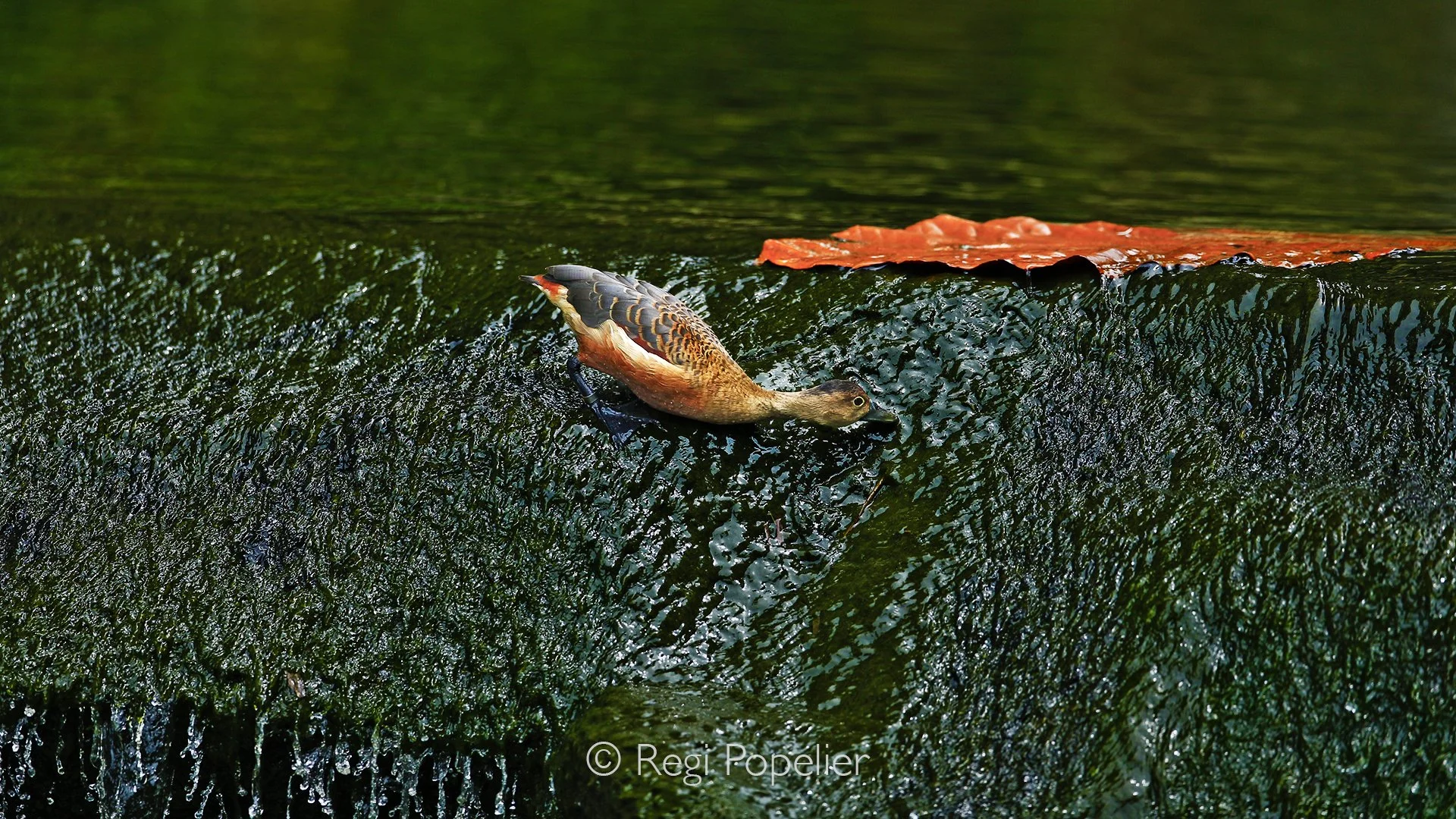 MALAS014 - The contrast of the Fulvous whistling-ducks and the algae formed cascade with the red leaf made it for me irresistible. 