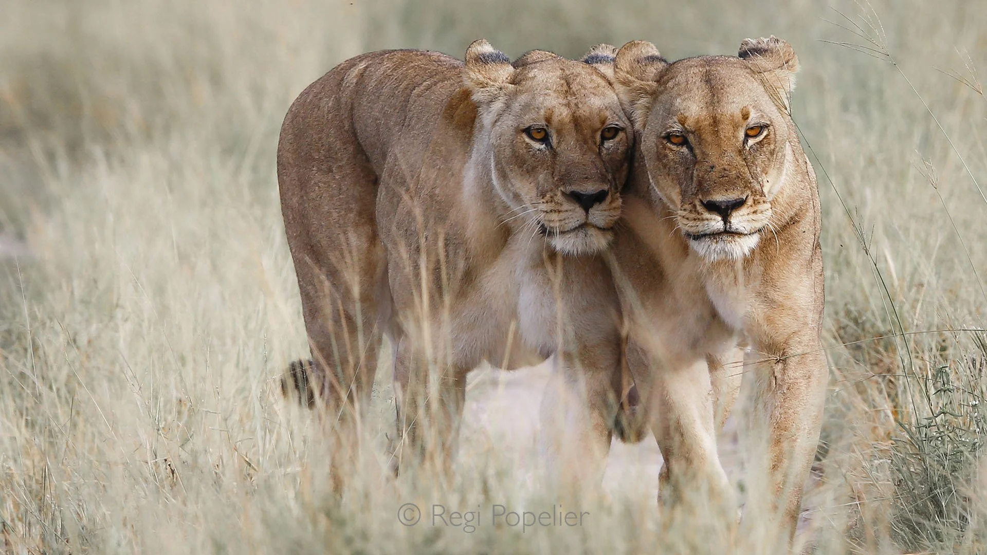 BOTS020 - Two lionesses, heads held high, a quiet testament to power and unity in the wild.
