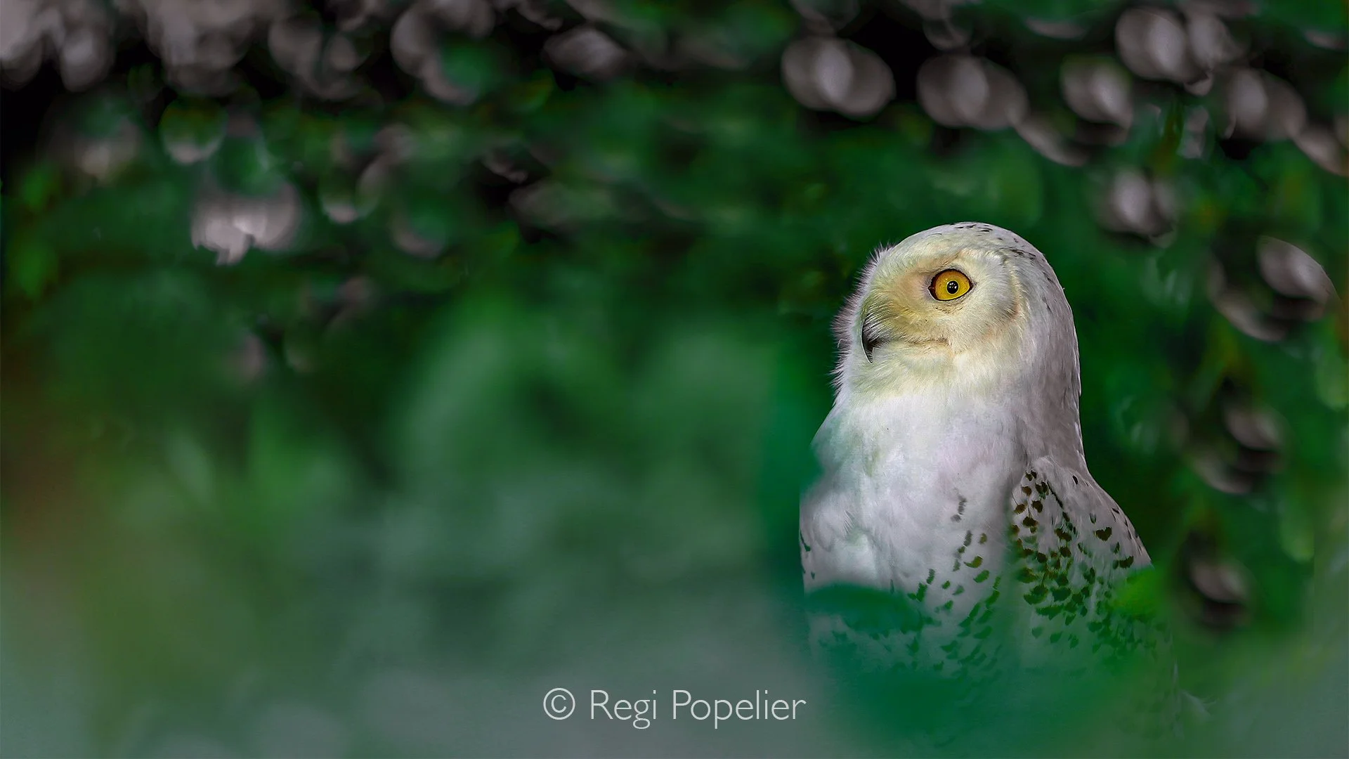 Scotland013  - Amazing image of a Snow owl in captivity.