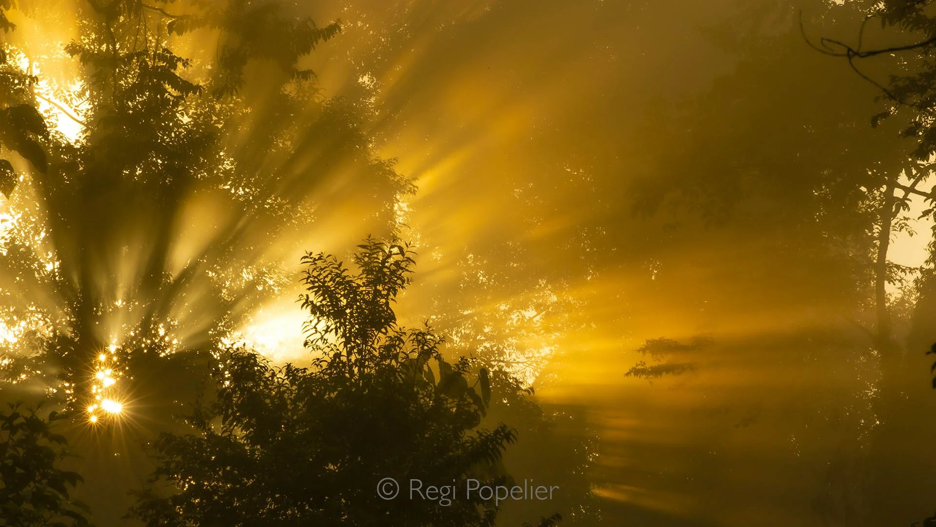 BOR003 - Sunrise breaking through the lush forest of Sarawak, one of the magical mornings in Borneo’s tropical paradise.