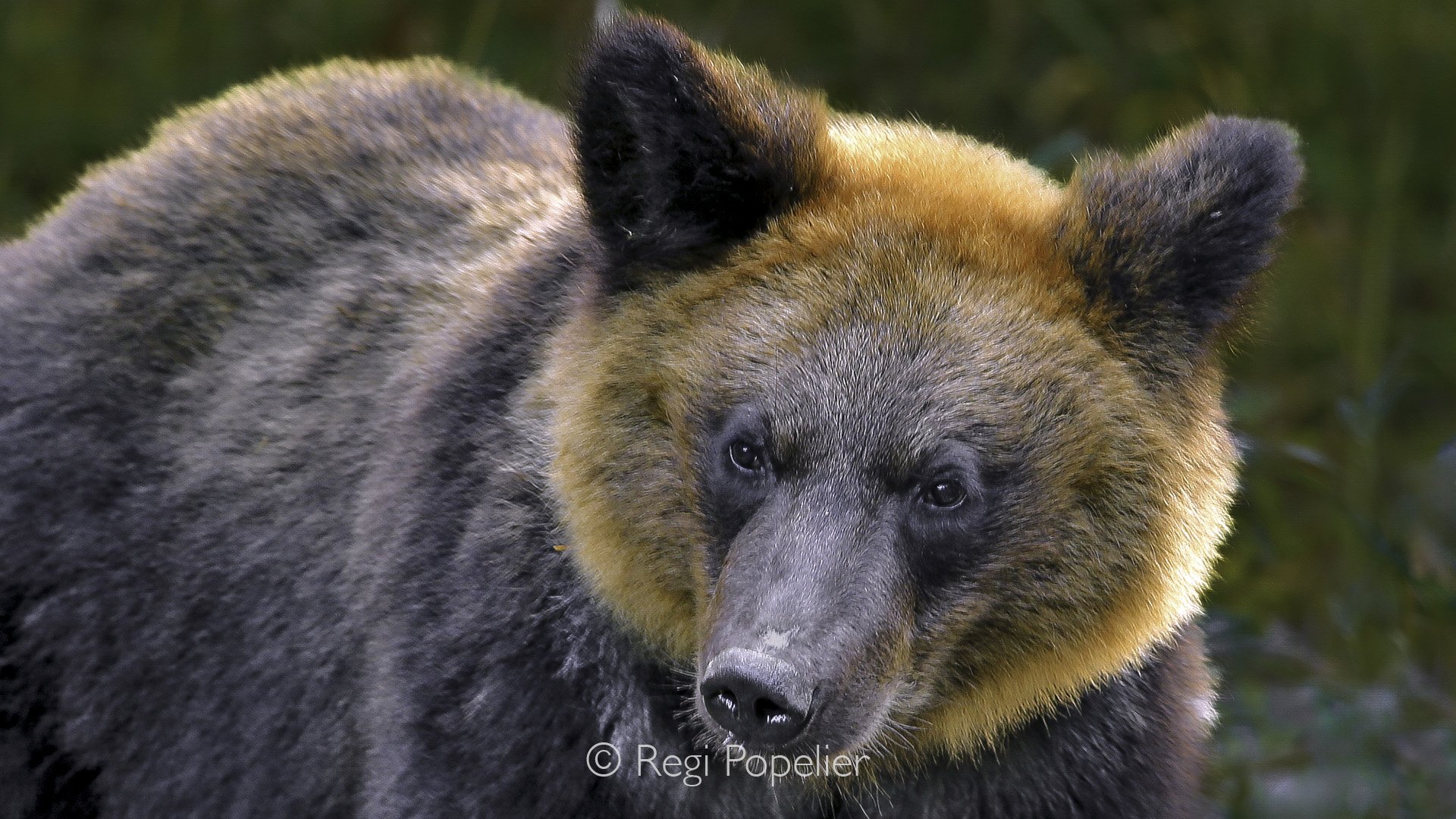 HOK009 - Close up of a bear who came really close to me while sitting own the border of the river 