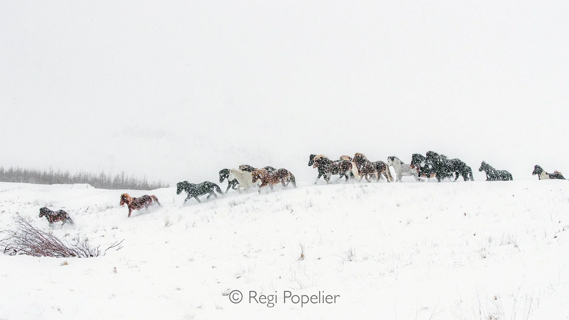 ICEL055 - Downhill during heavy snowfall 