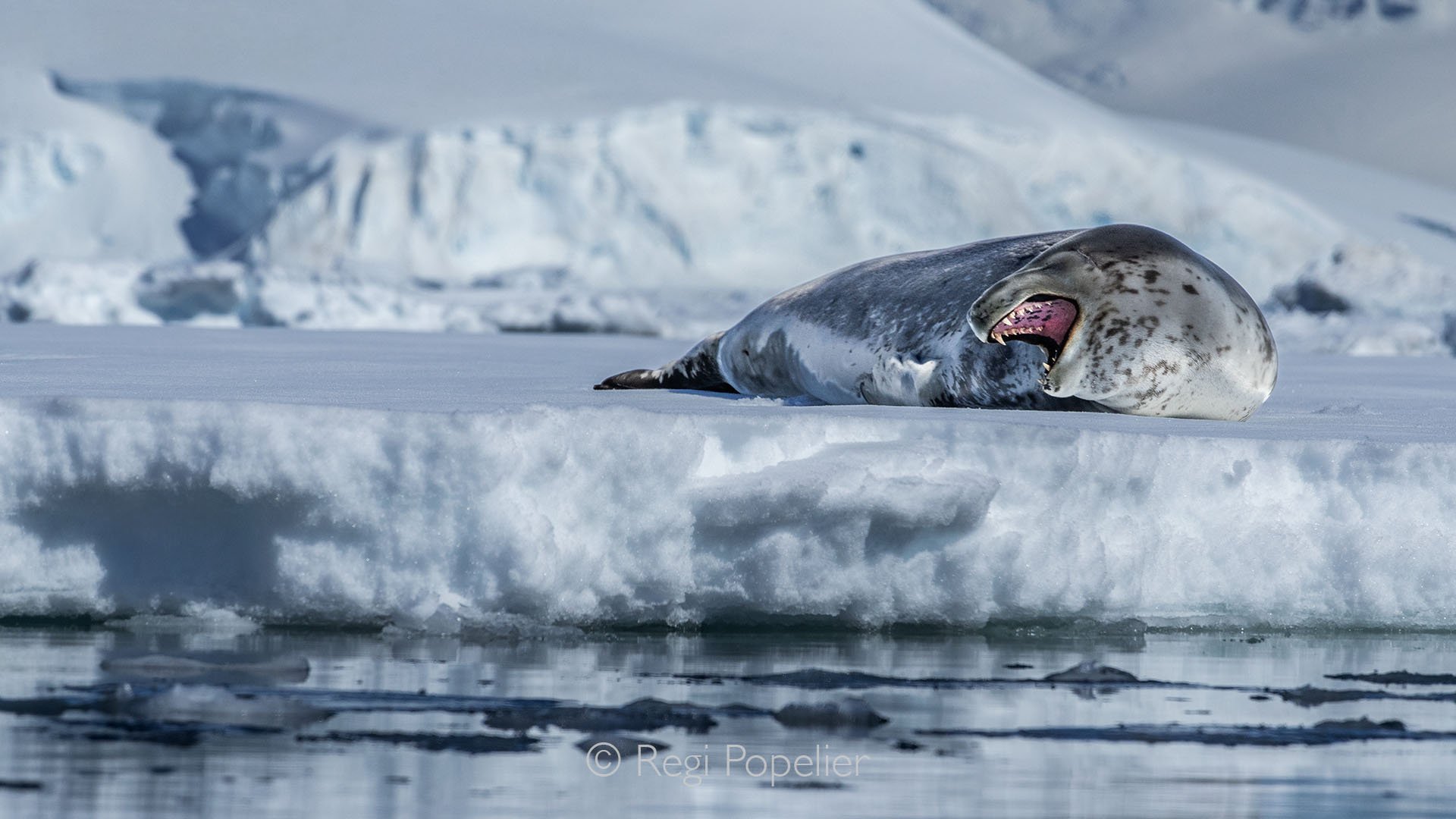 ANT019 - Leopard seal resting on the ice, patiently waiting before hunting its favorite prey,  the penguins of the Antarctic.