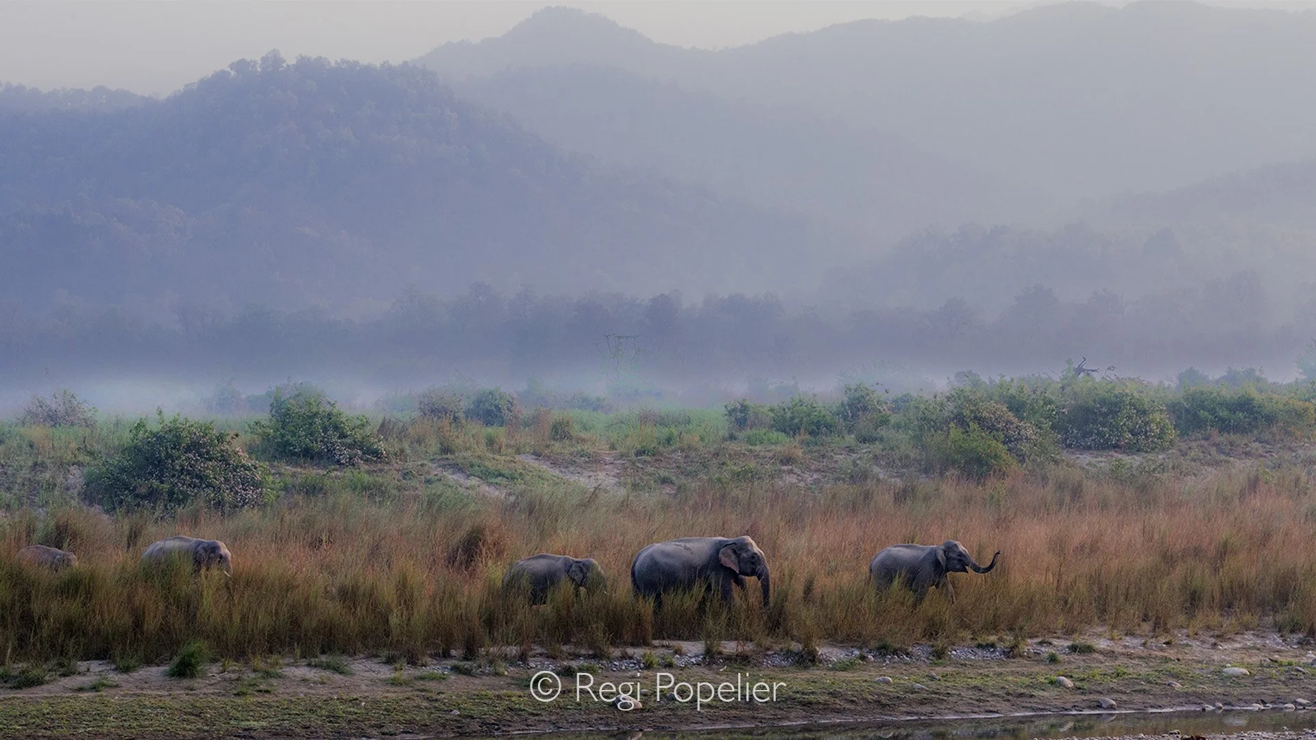 INDIA065 - Arrived on the border of the river   were the first beadings will happen. See the mighty backdrop. Jim Corbett NP.   