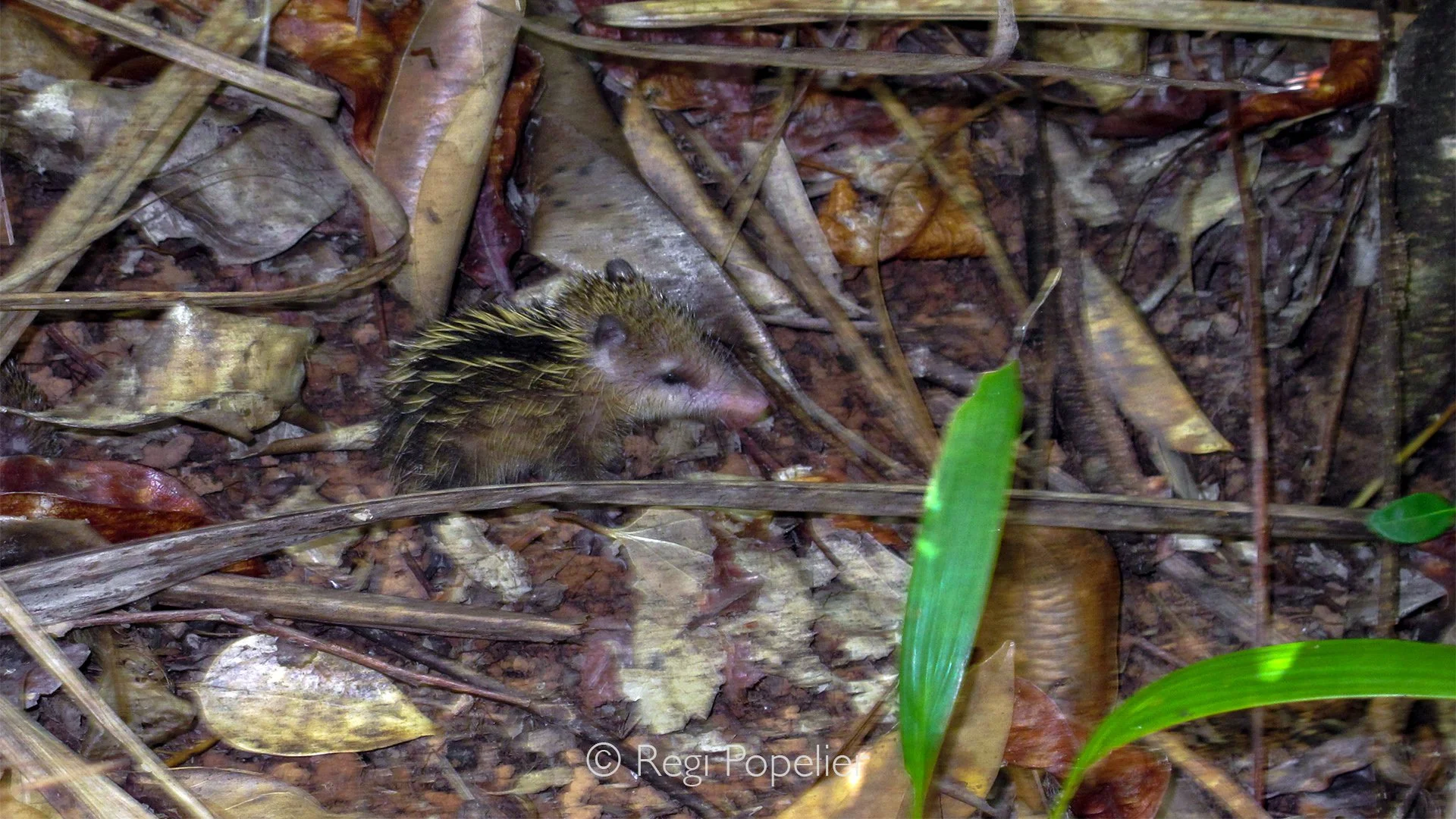 Seychelles023 -  A juvenile lowland straeked tenrec. 