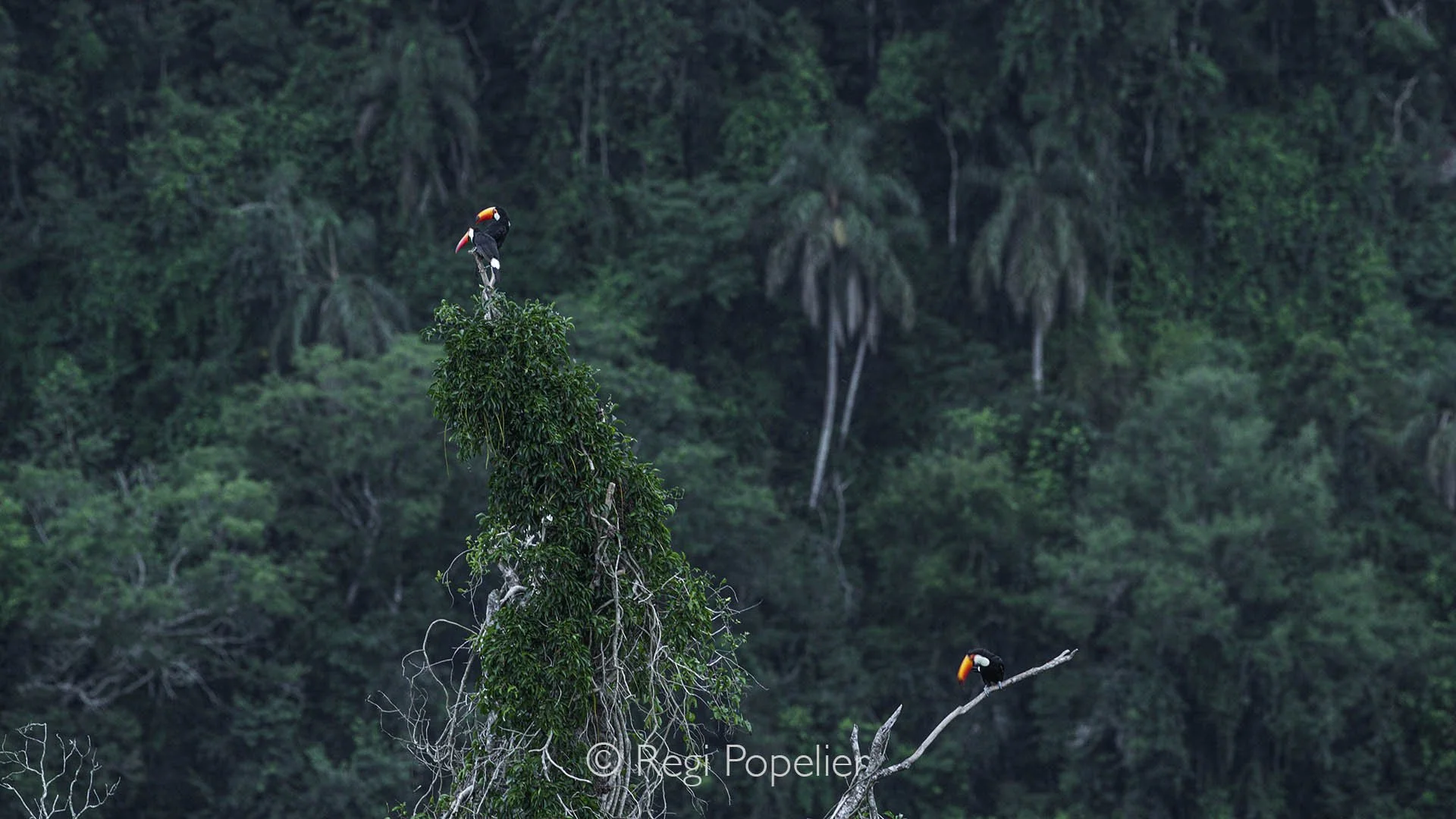 ARG001 - Toco Toucans perched near the mountains of Iguassu Falls, vibrant birdlife and the stunning beauty of South America.