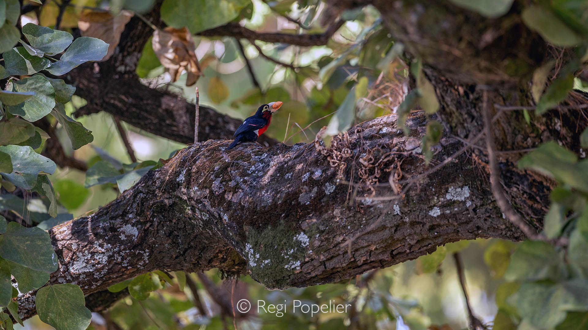 ETH022 - Black and red broadbill in contrast with the broad branch of a tree 
