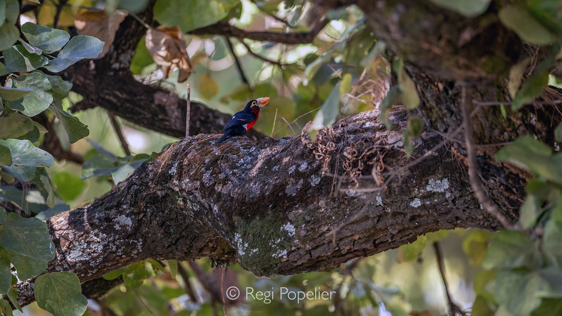 ETH022 - Black and red broadbill in contrast with the broad branch of a tree. 