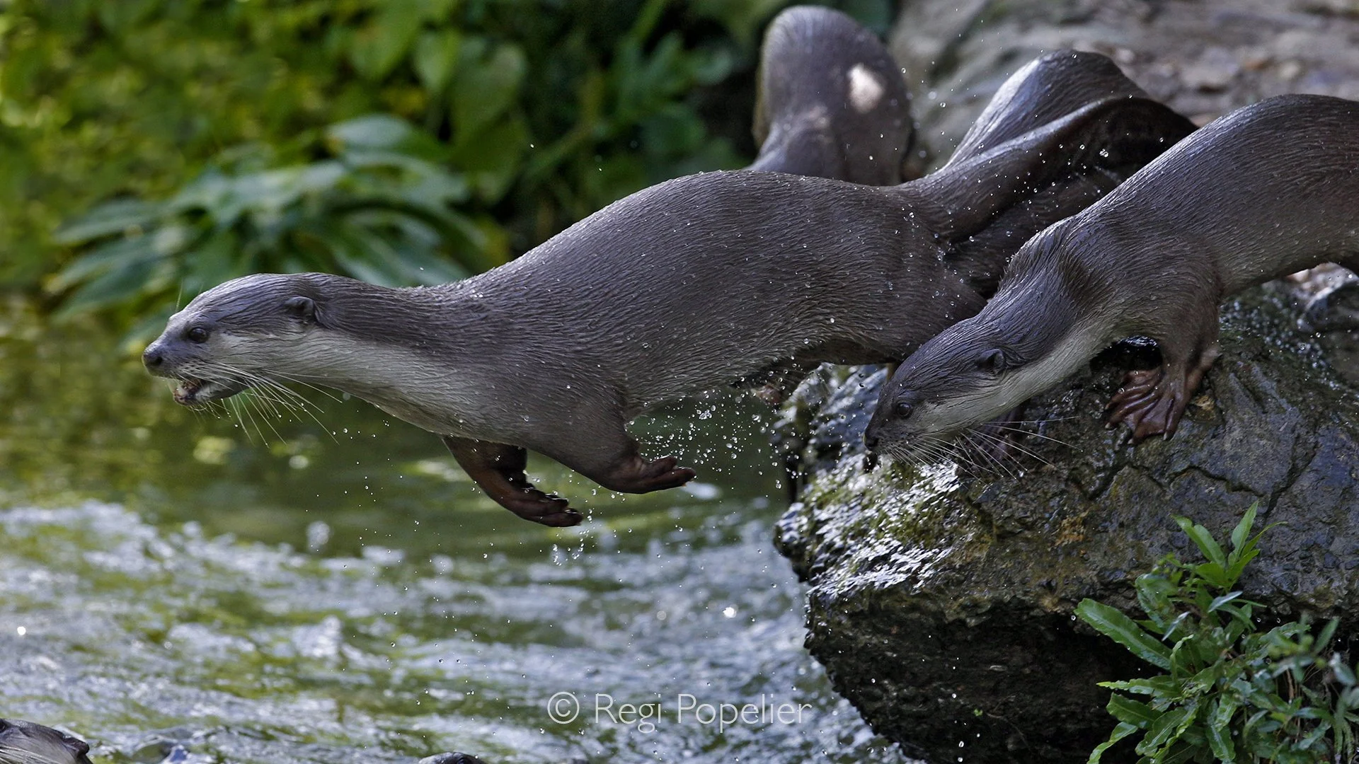 MALAS037 - Hairy nosed otters. 