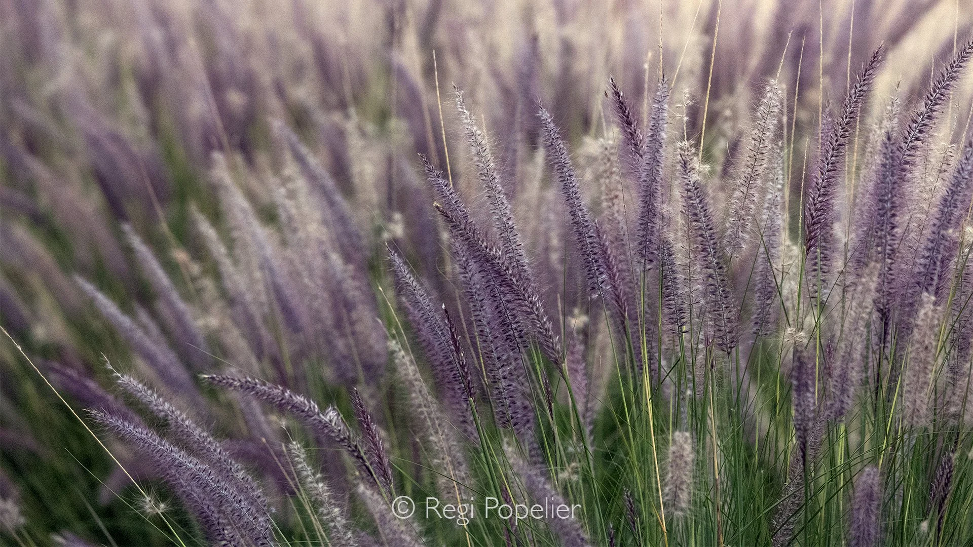 RWANDA087  - From a close distance, the delicate flower spikes of Pennisetum alopecuroides reveal an intricate world of softness and texture. Each plume catches the light like a small brushstroke, moving gently with the breeze and transforming an ord