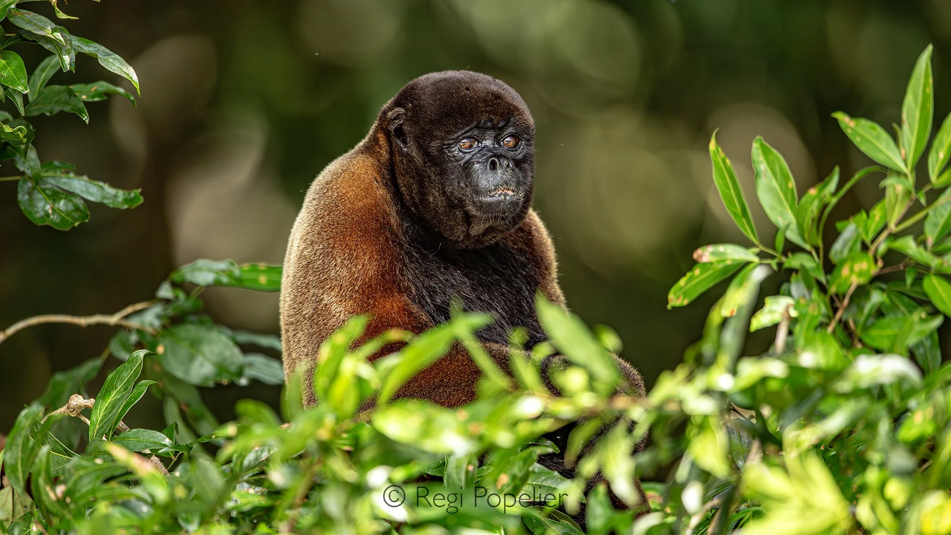 EQ013 - This woolly monkey was watching us from the edge of the forest while we glided downstream along the river. 