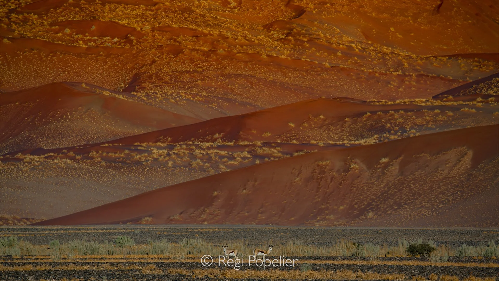 Namibia056 - Here with 2 springbok in the front of the huge sand dunes.