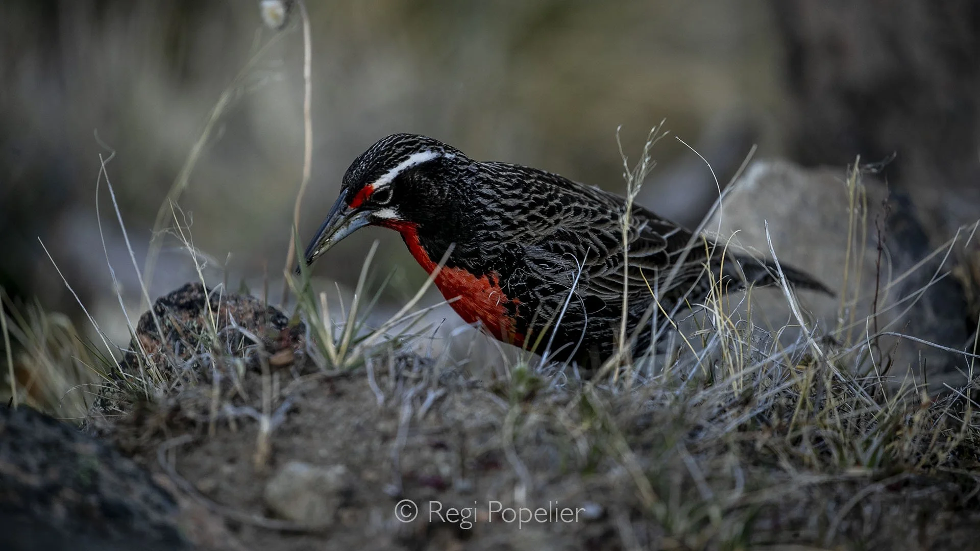 ARG010 - Long-tailed Meadowlark seaching for food  across the vast northern Patagonian steppe ,colored note in a wild landscape.