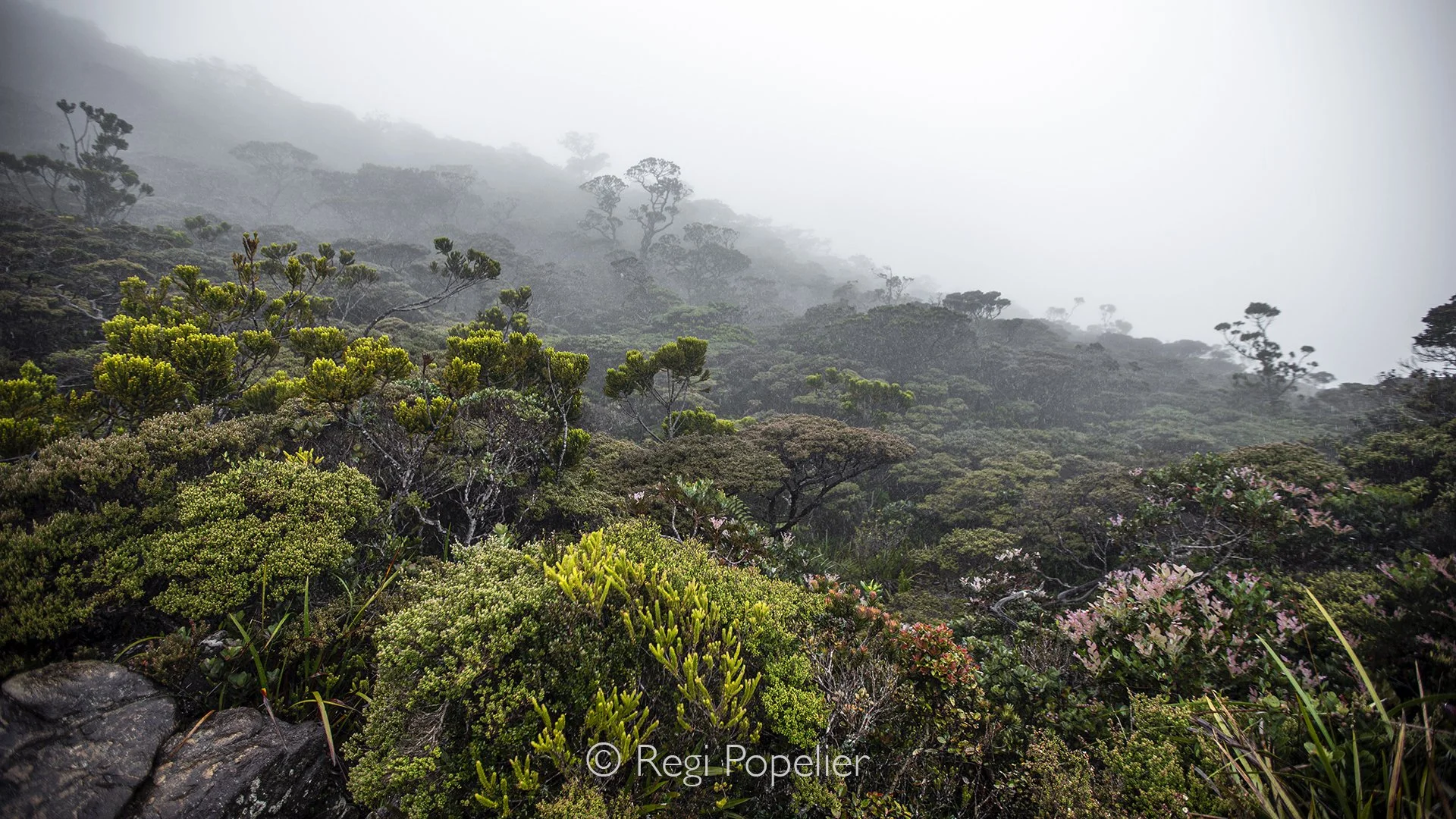 BOR020 - On the way down from the clouds at an altitude 2,000 m into Mount Kinabalu’s raw wilderness